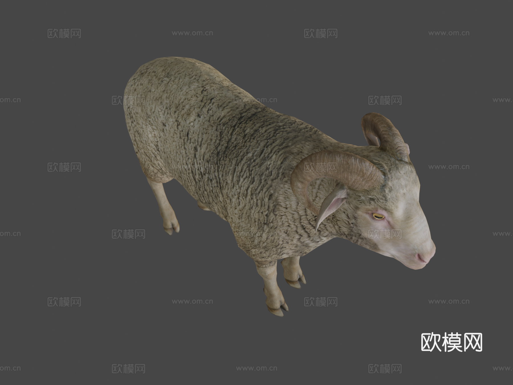 公羊动画3d模型