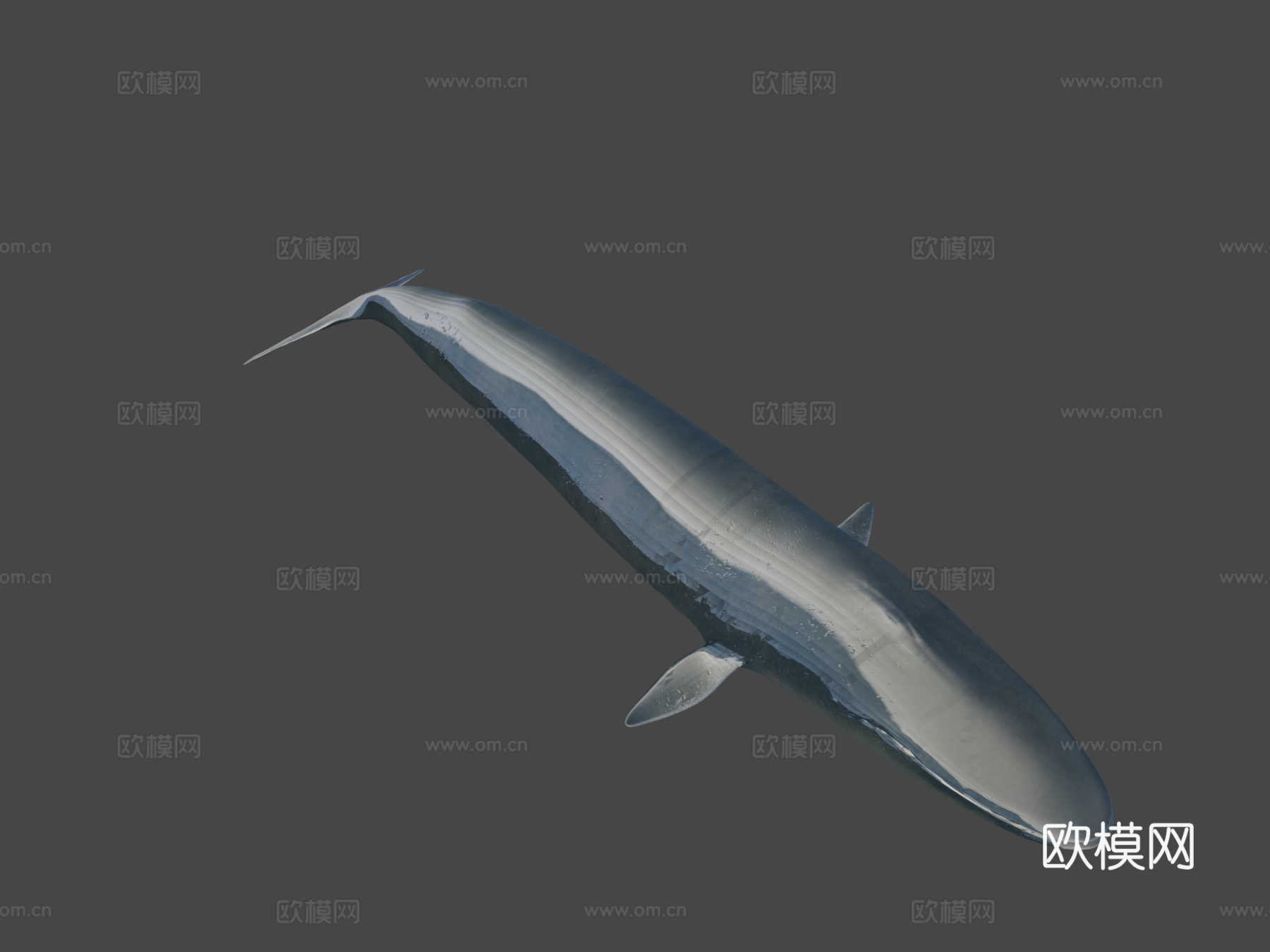 蓝鲸su模型下载（渲染图7）