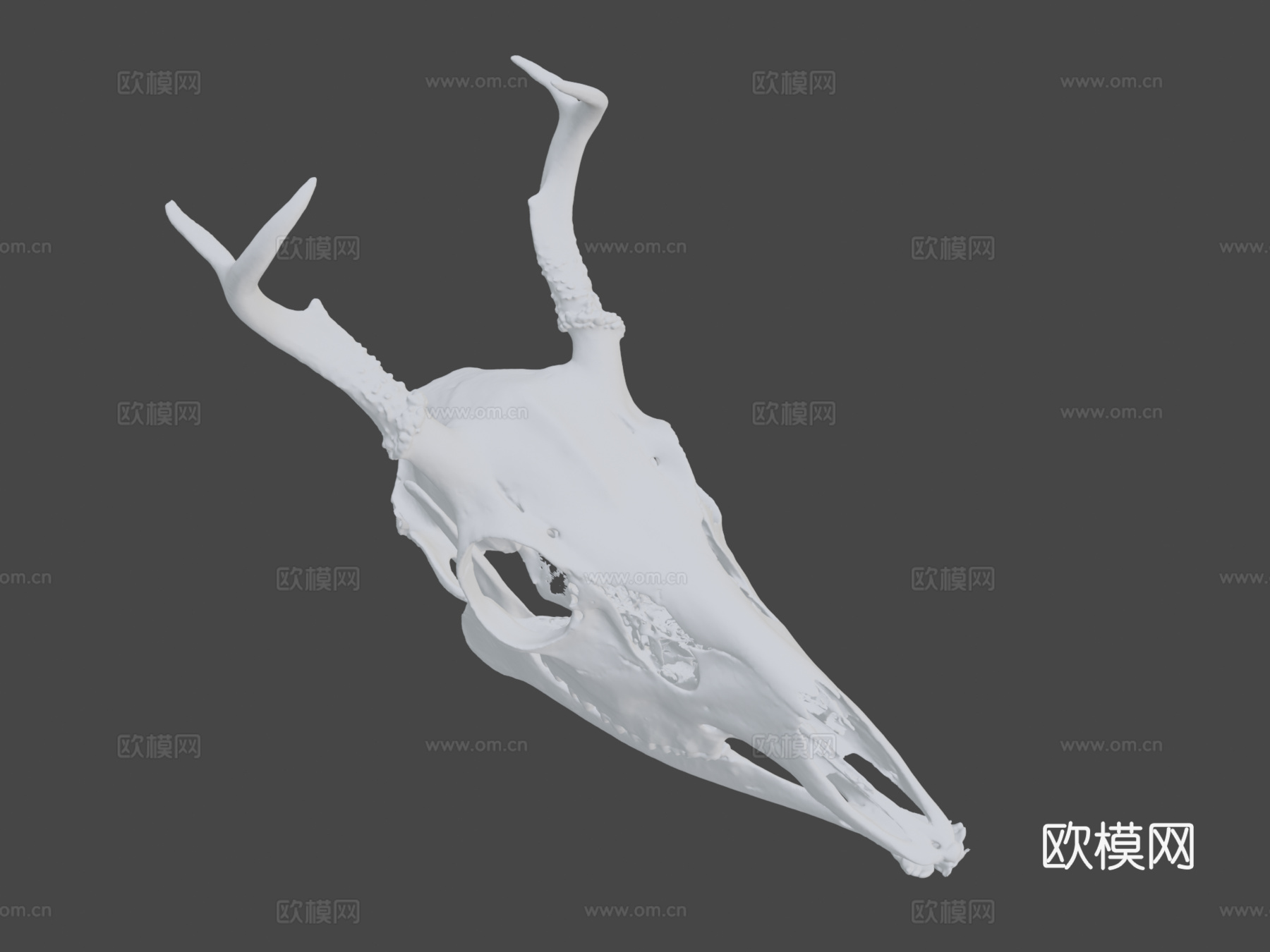 白尾鹿3d模型