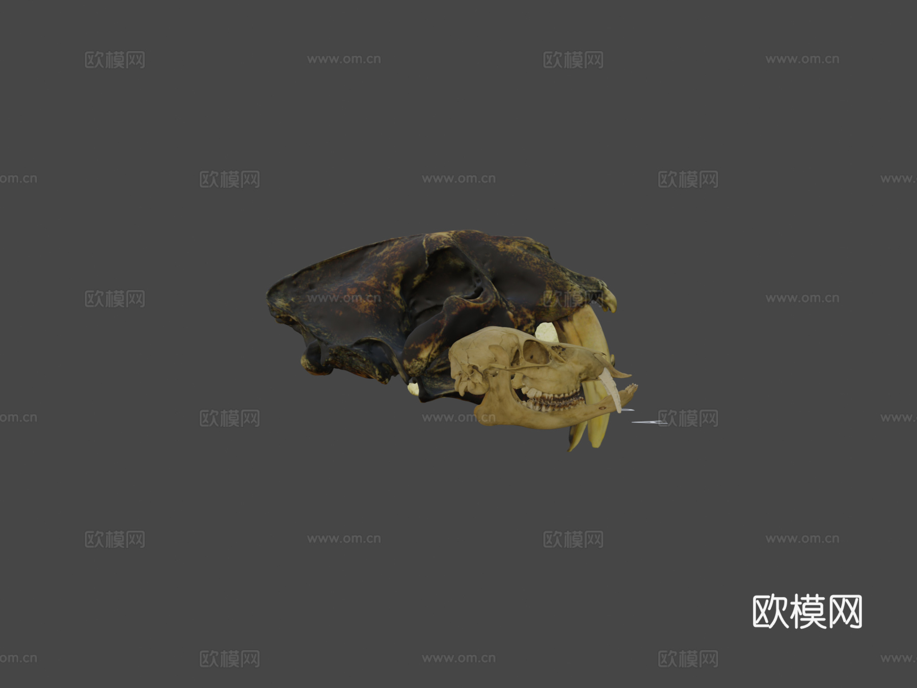 多种犬齿放大头骨3d模型