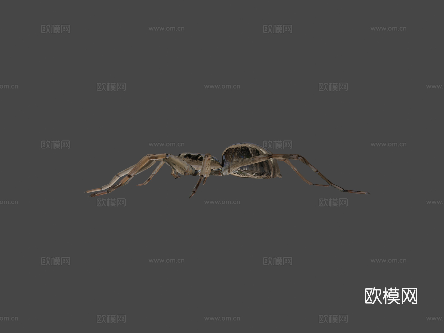 卡罗莱纳狼蛛3d模型