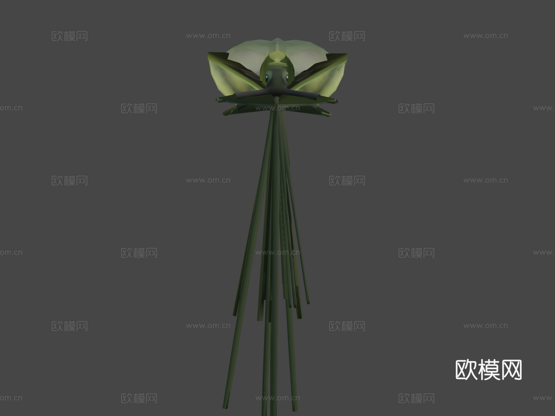 大鳍鱿鱼3d模型