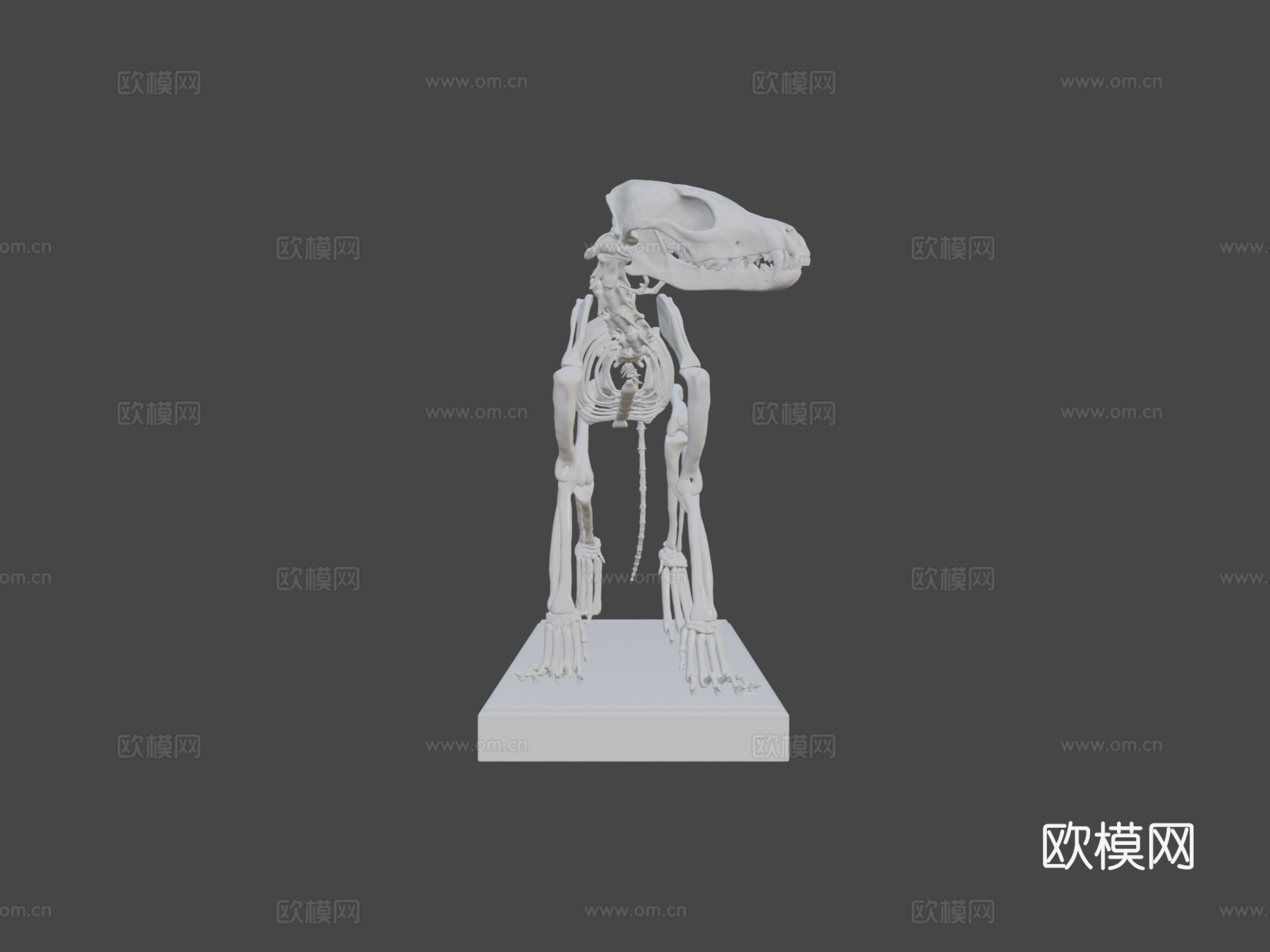 库佩奥狐骨架3d模型