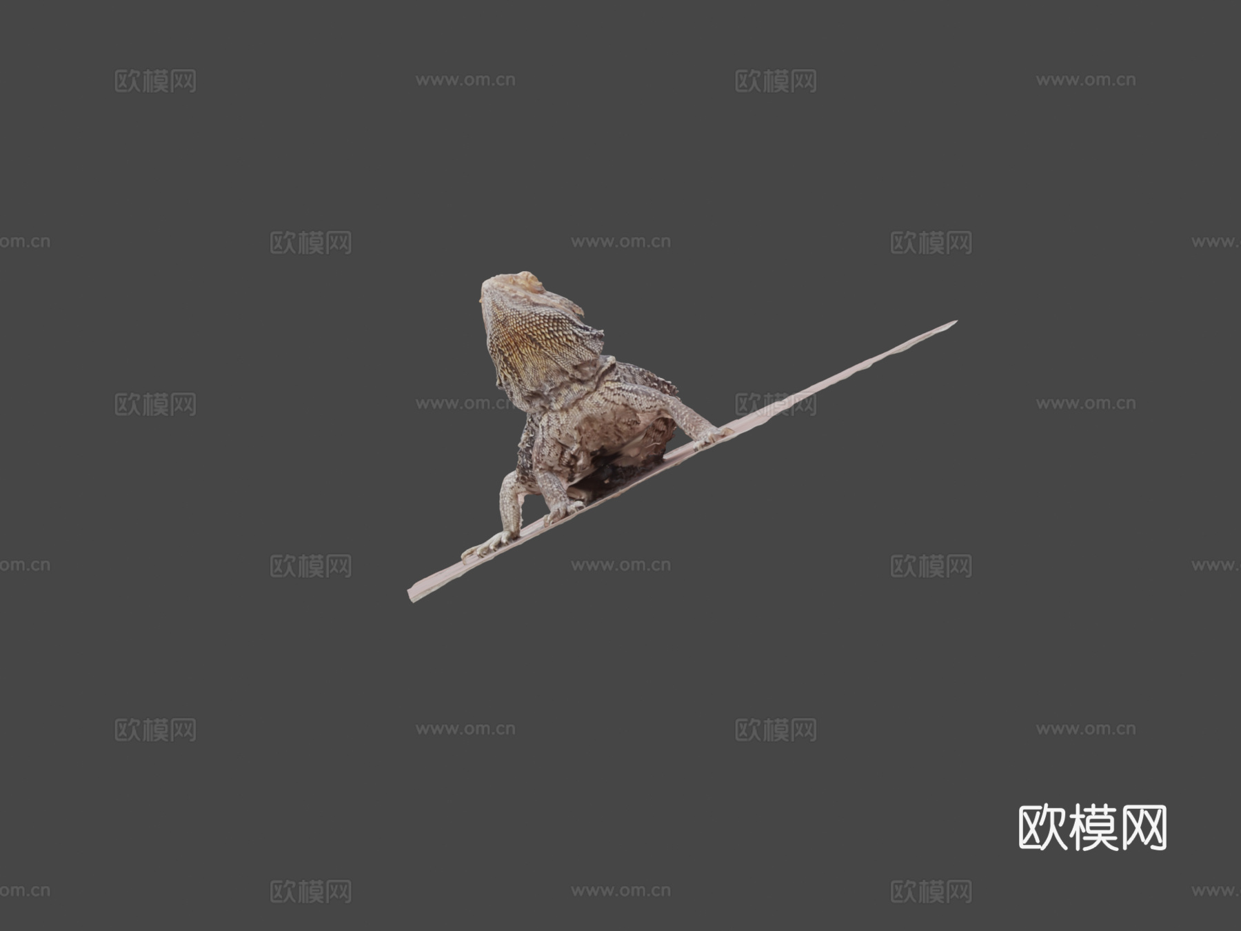 鬃狮蜥3d模型