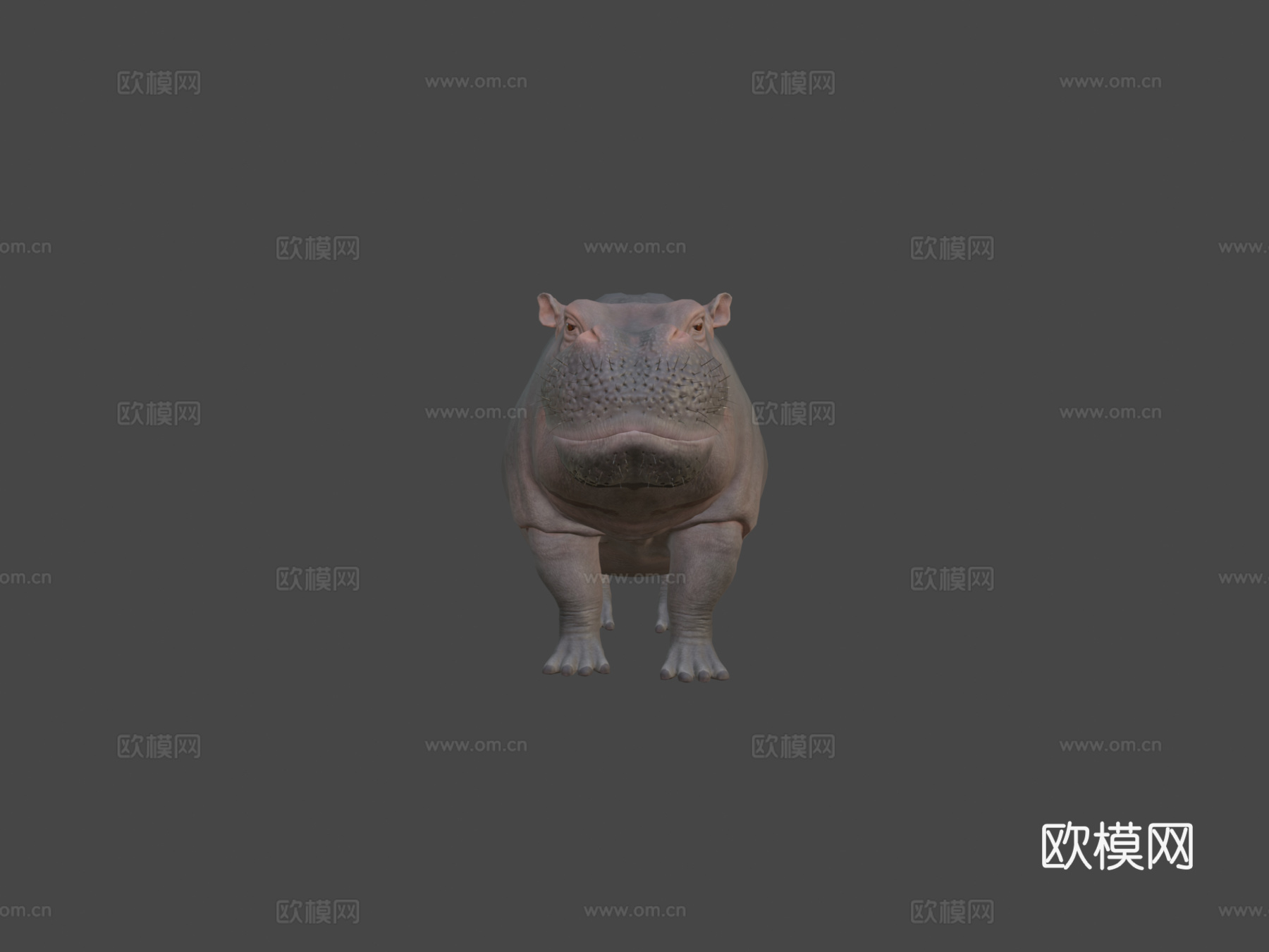 河马3d模型