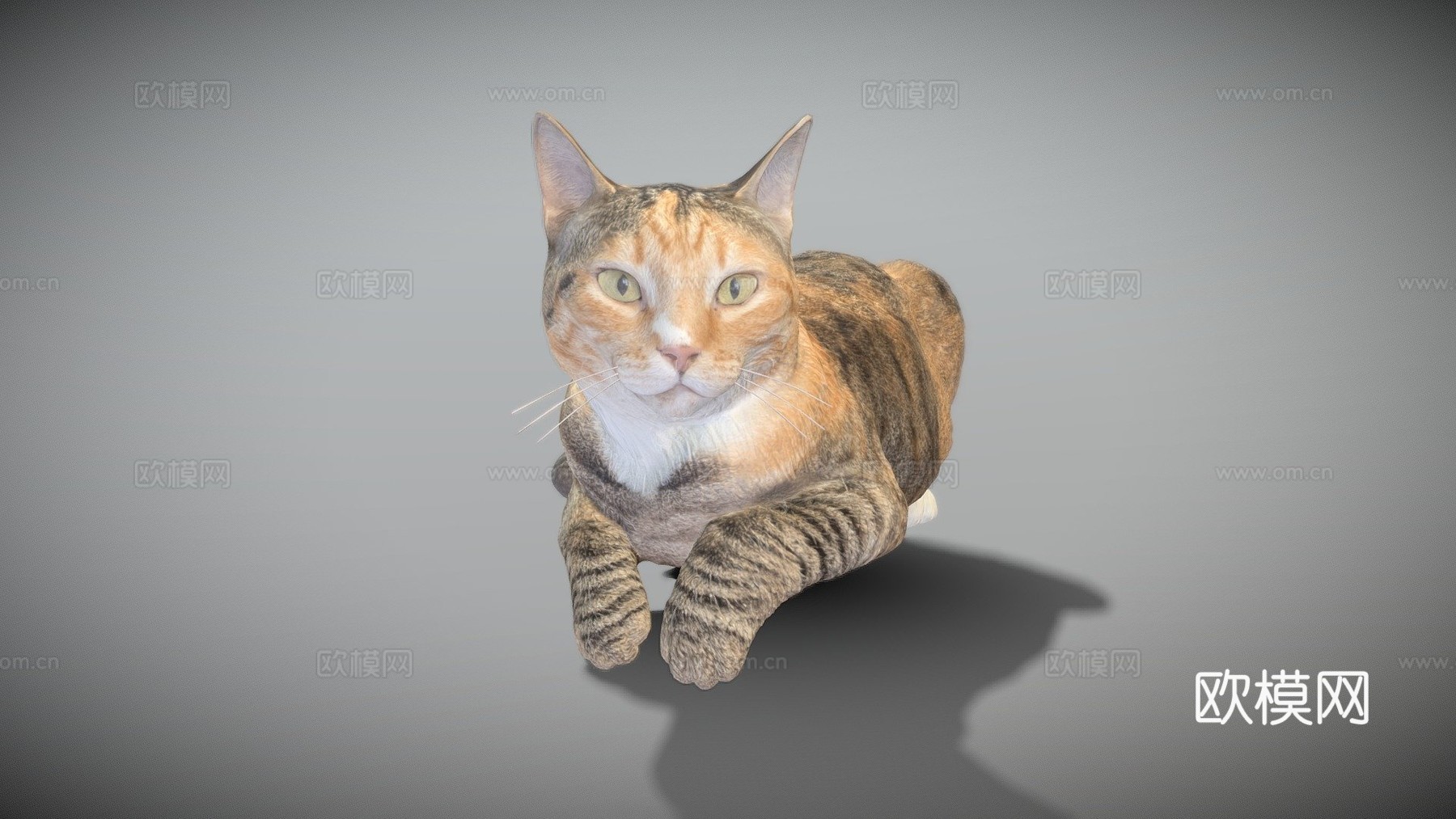 躺猫143d模型