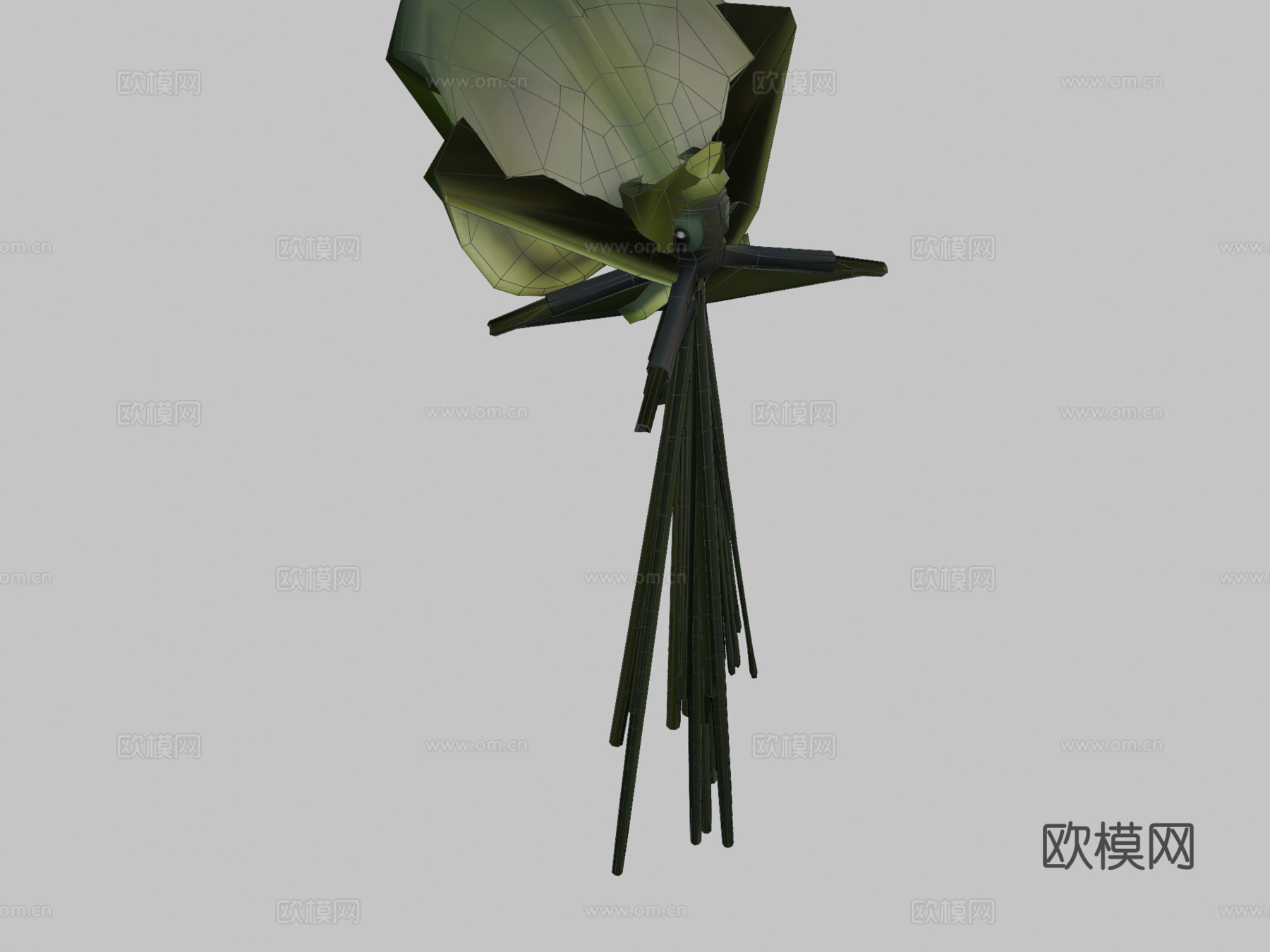 大鳍鱿鱼3d模型