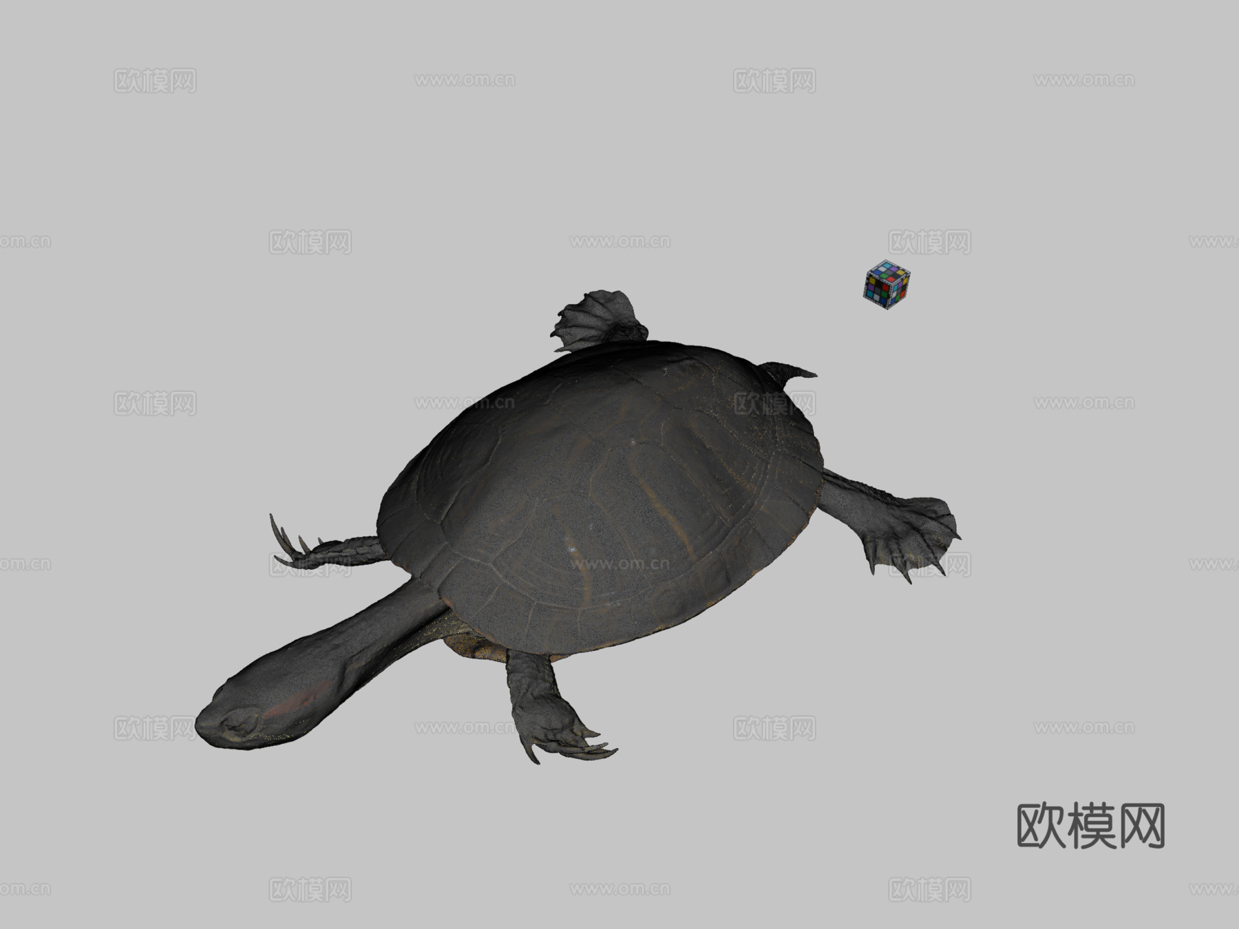 CC0密西西比红耳龟♂红耳滑龟3d模型
