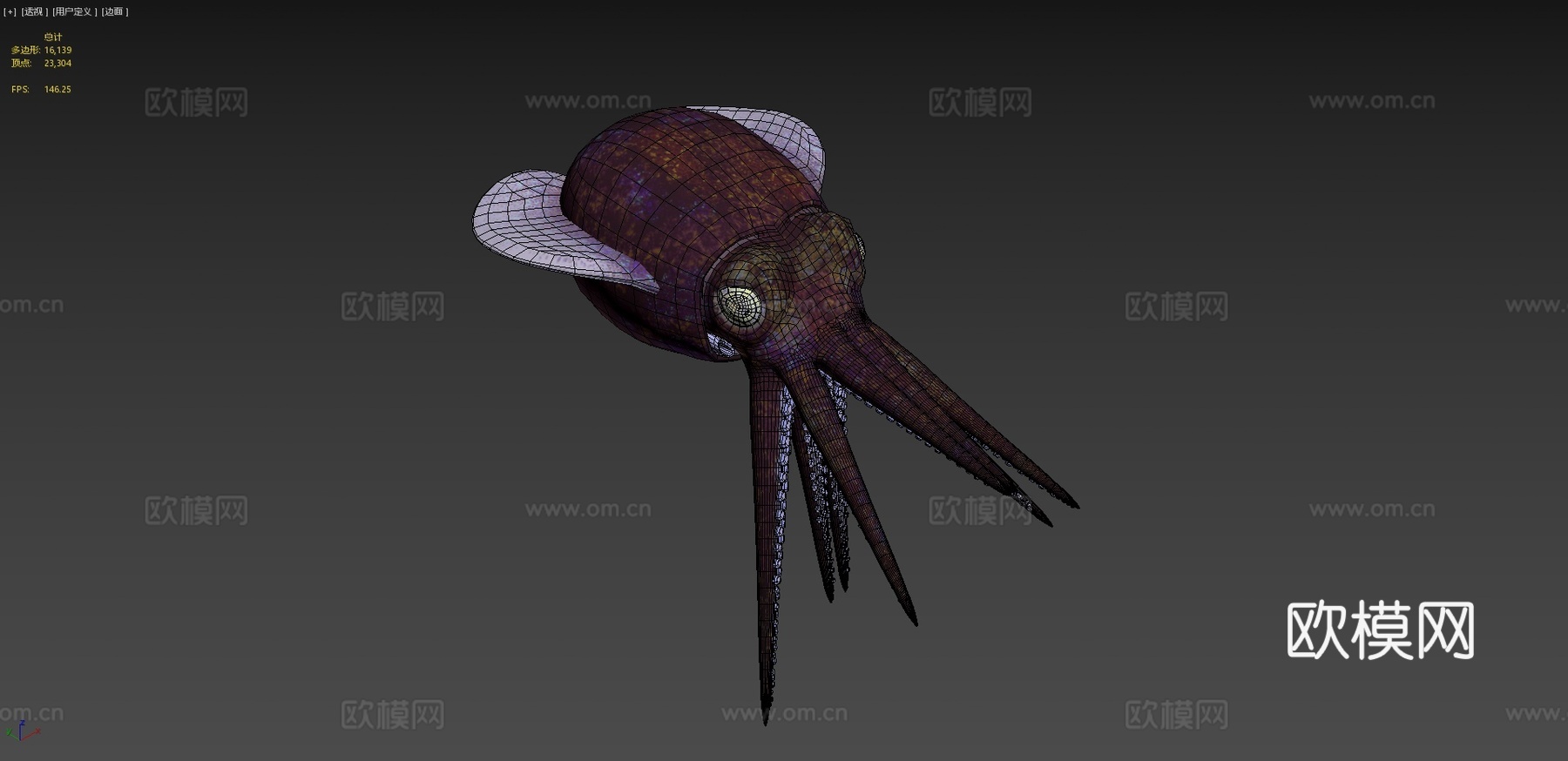 短尾鱿鱼3d模型