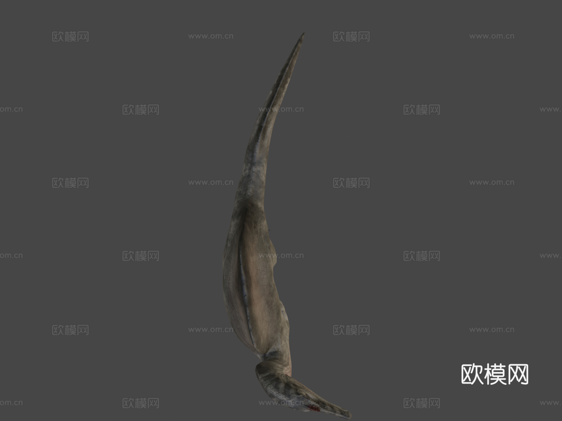 埃及棘龙3d模型