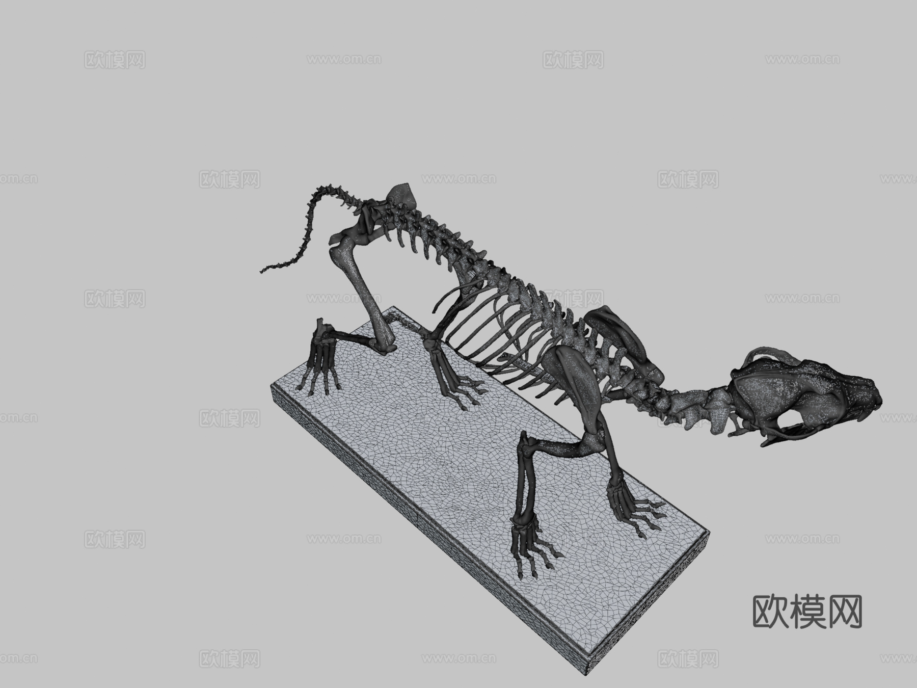 库佩奥狐骨架3d模型