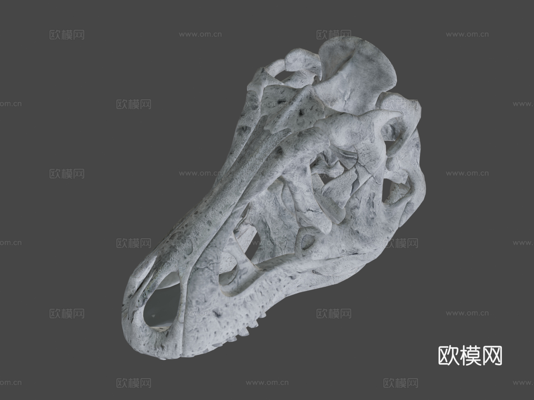 又一个霸王龙头骨3d模型