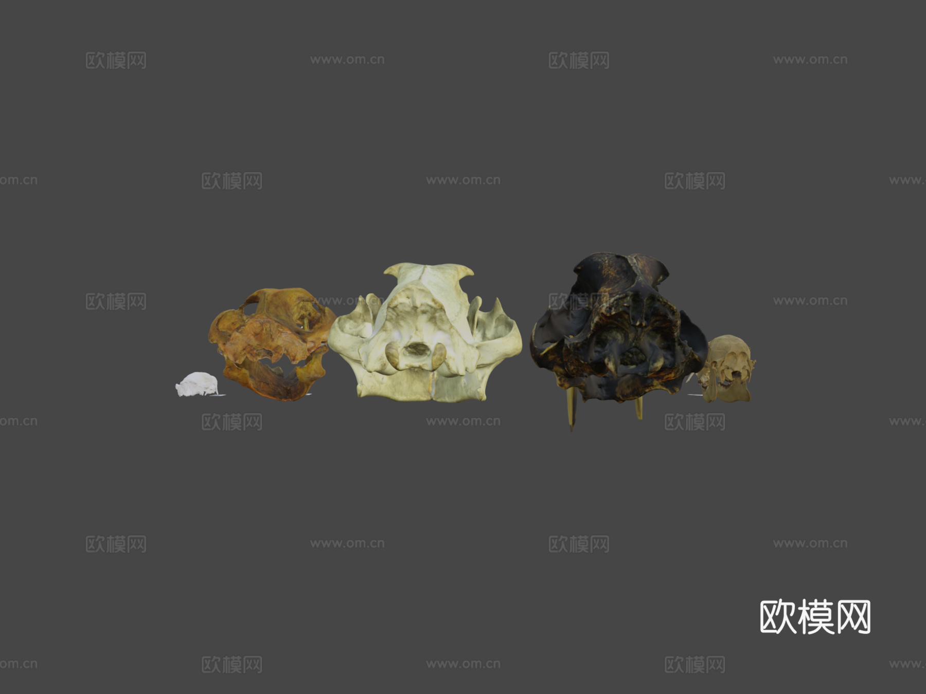 多种犬齿放大头骨3d模型