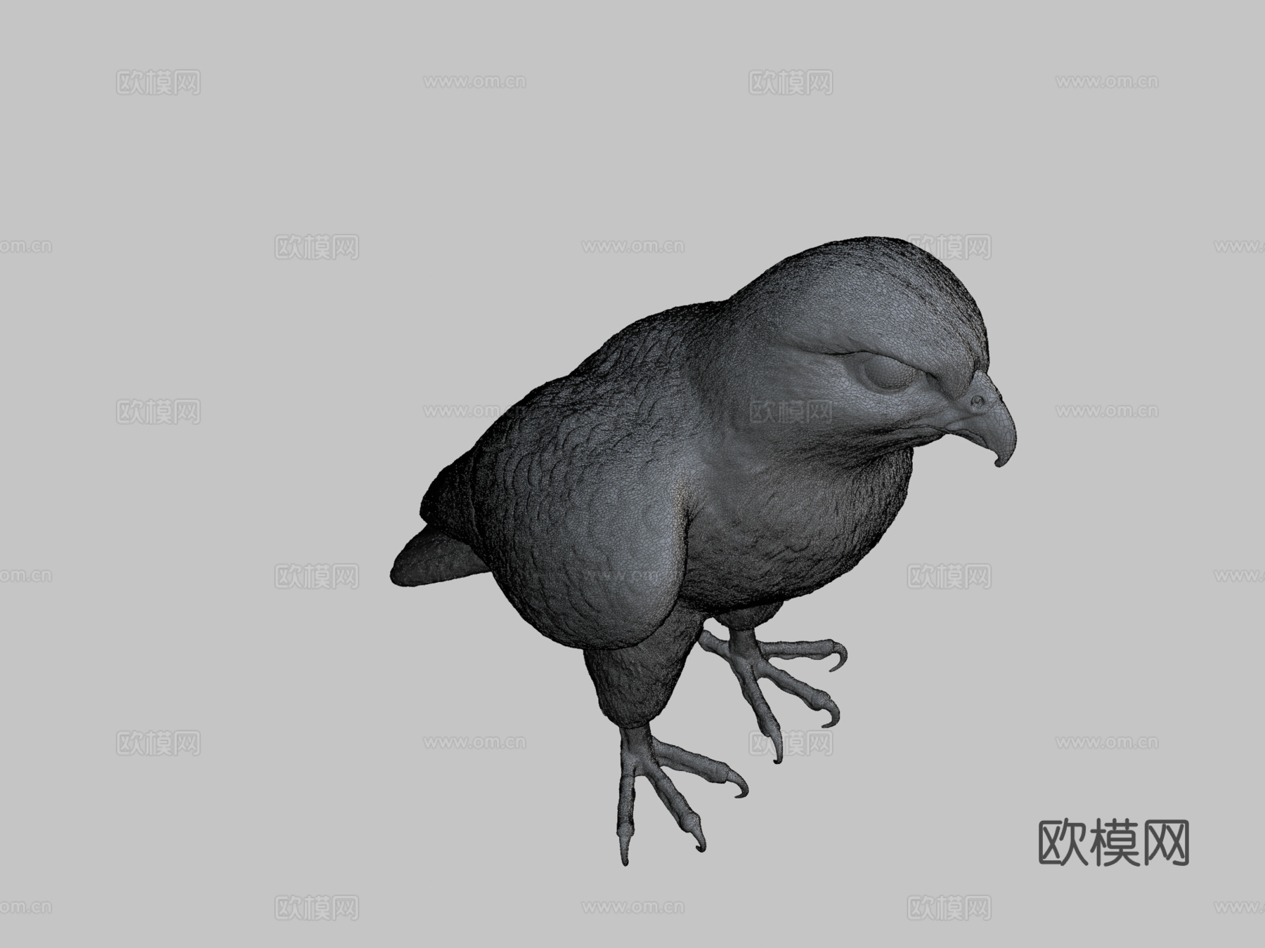 D模型猎鹰鸟3d模型