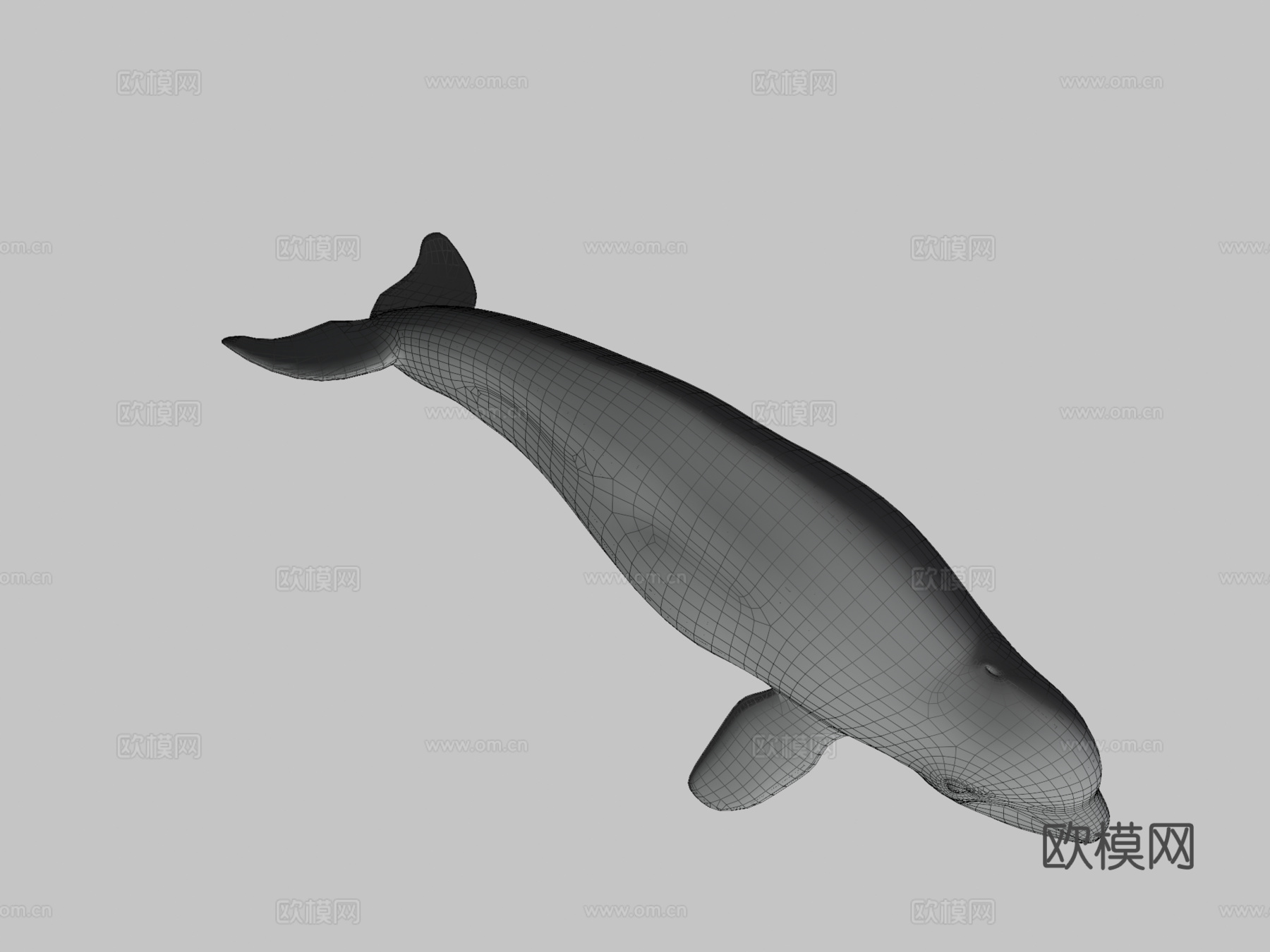白鲸3d模型