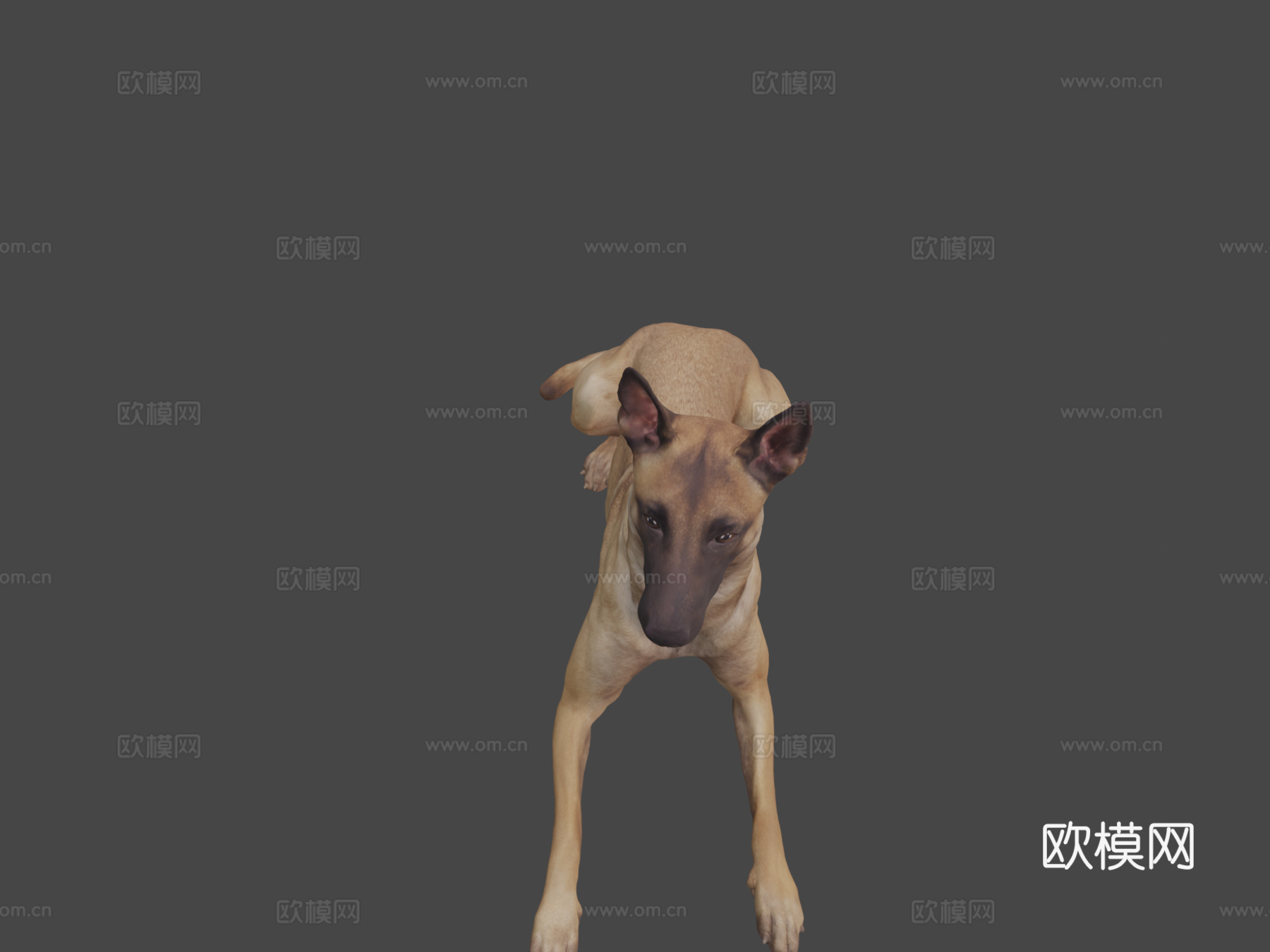 比利时玛利诺犬3d模型