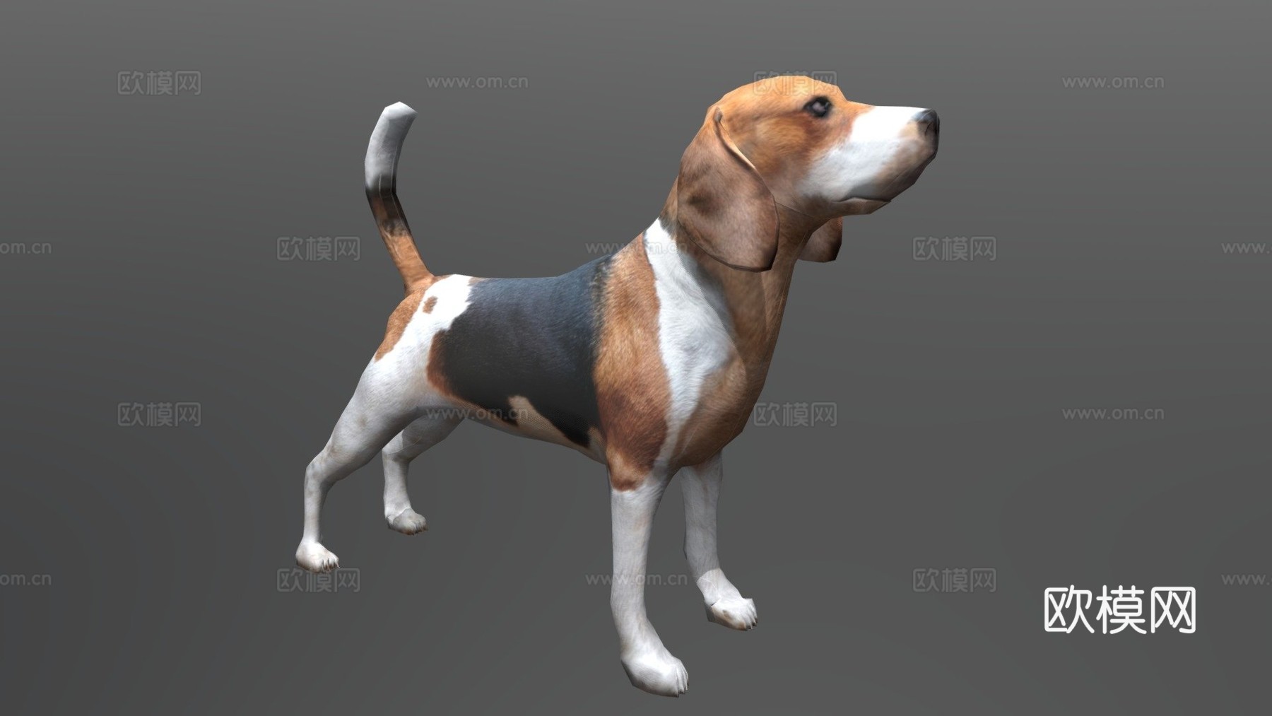 比格犬3d模型
