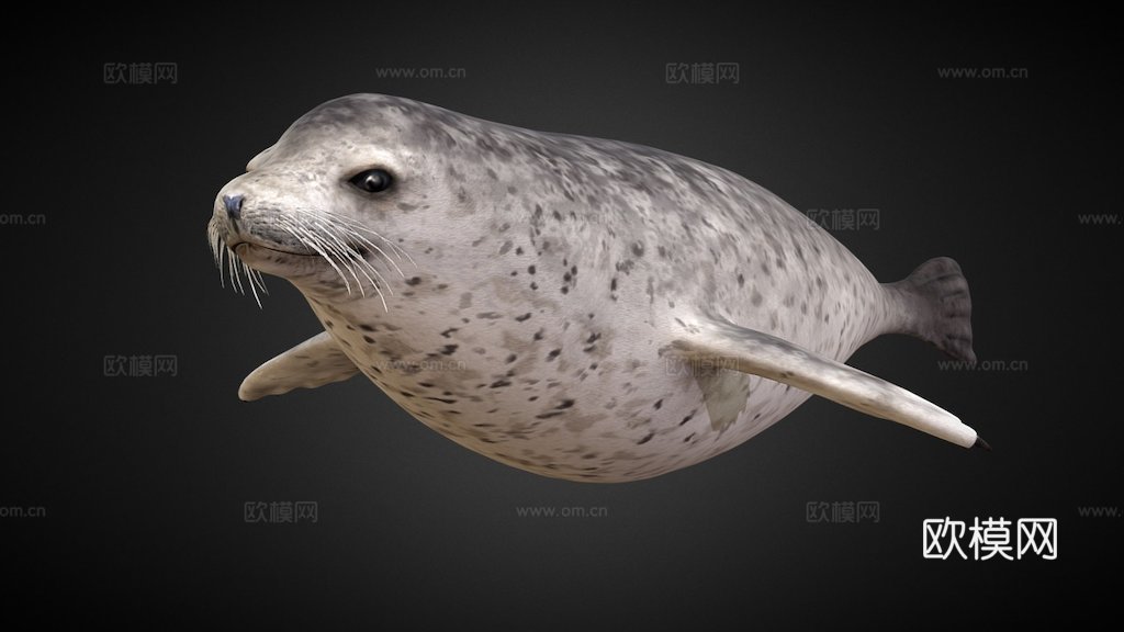港海豹(斑海豹)3d模型