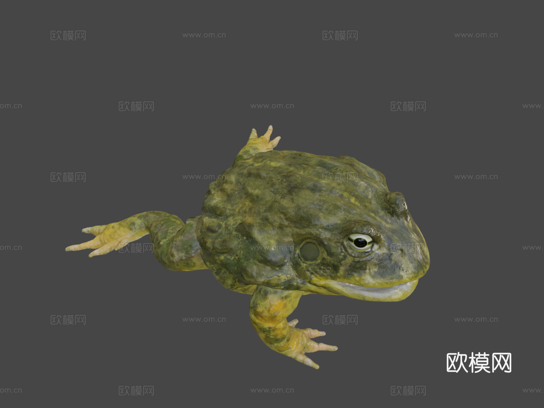 非洲牛蛙3d模型