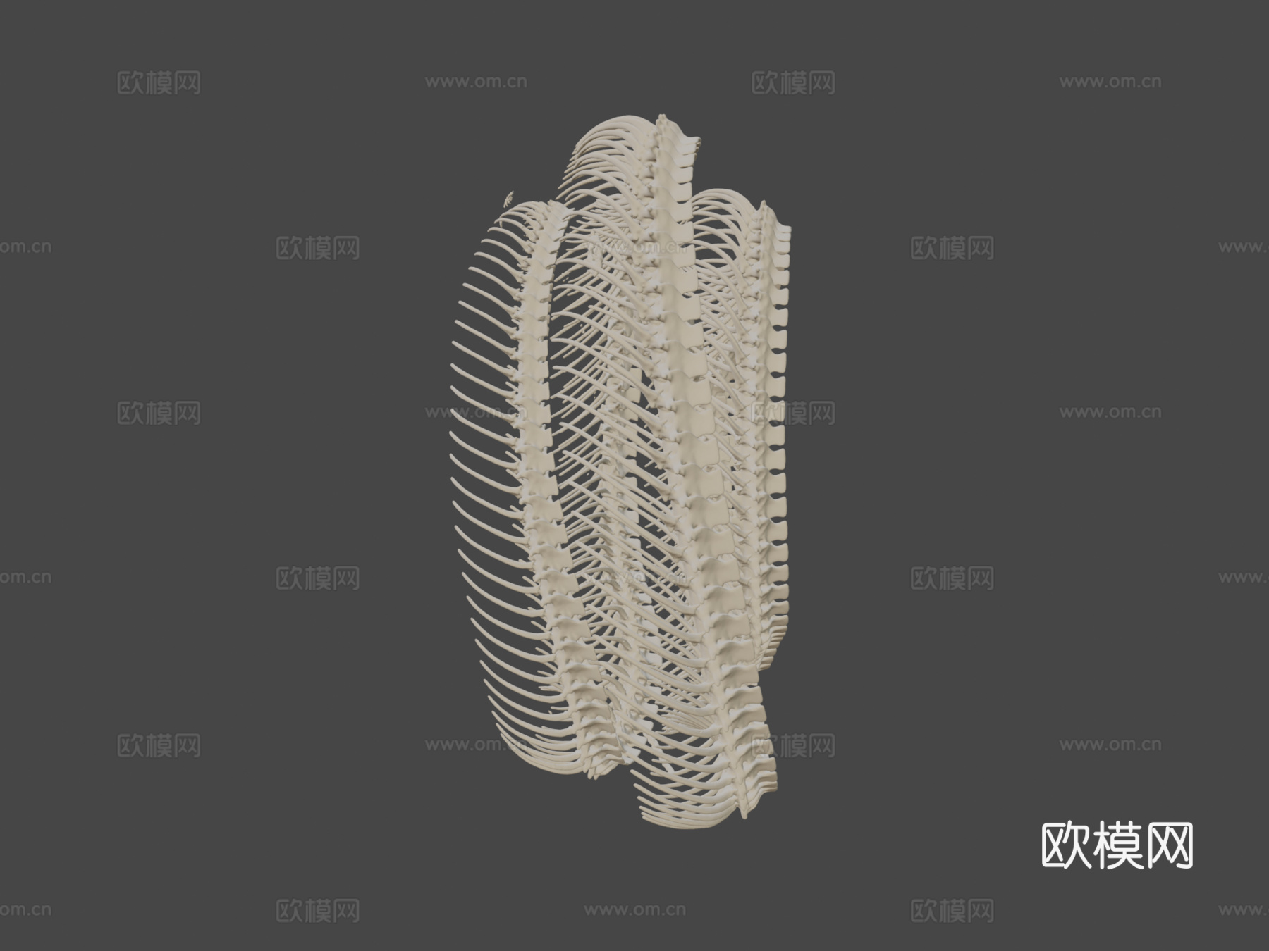 玉米蛇骨架3d模型
