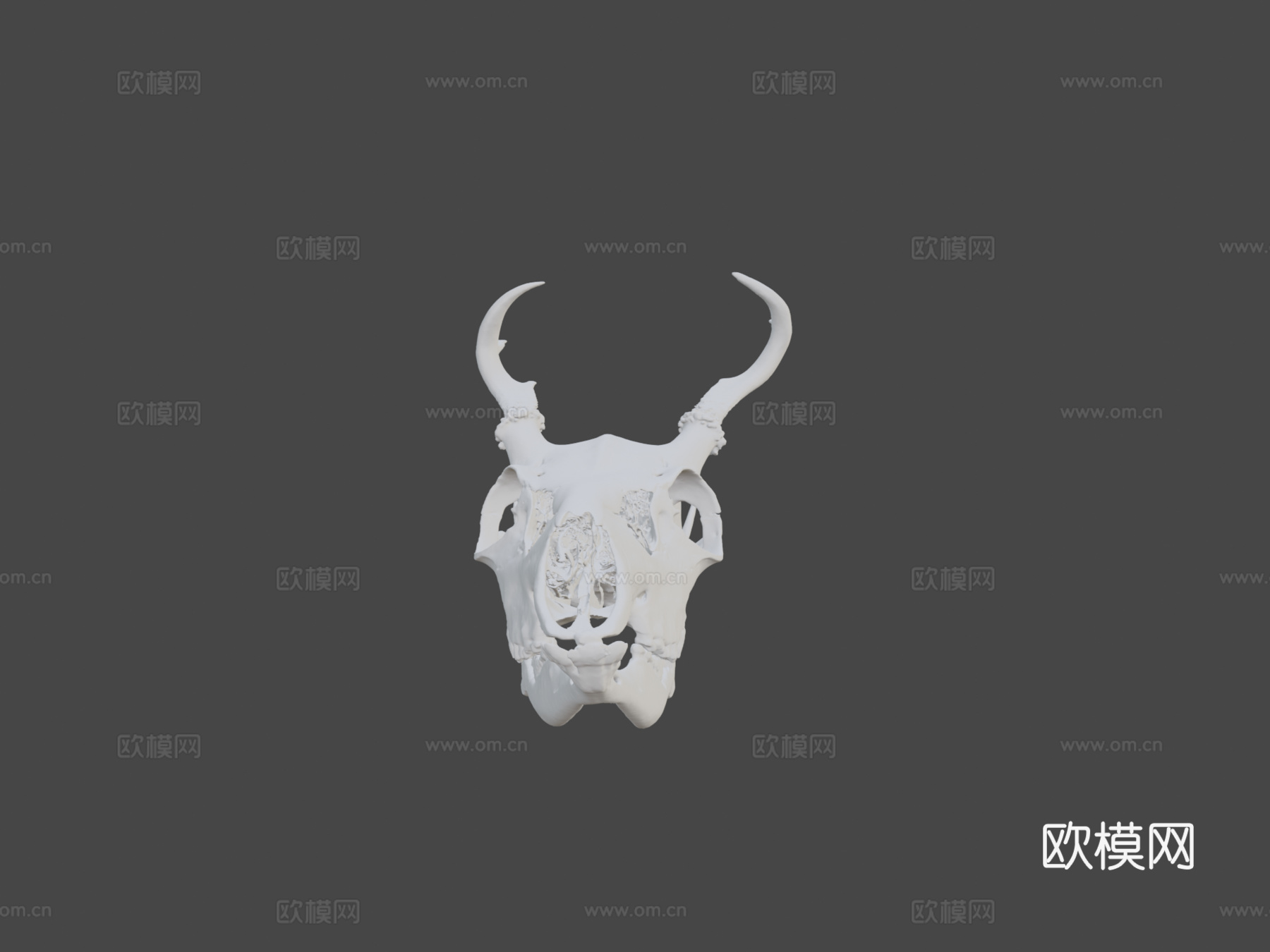 白尾鹿3d模型