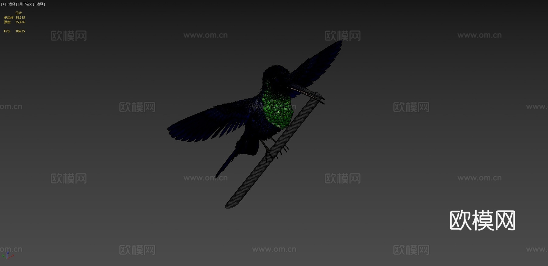 蜂鸟-冠林莺3d模型