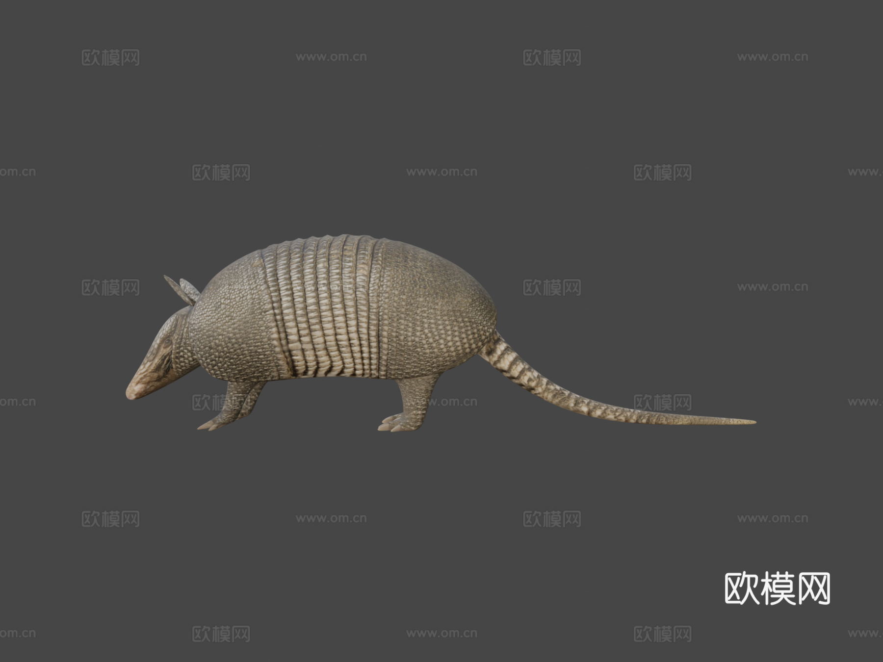 犰狳3d模型