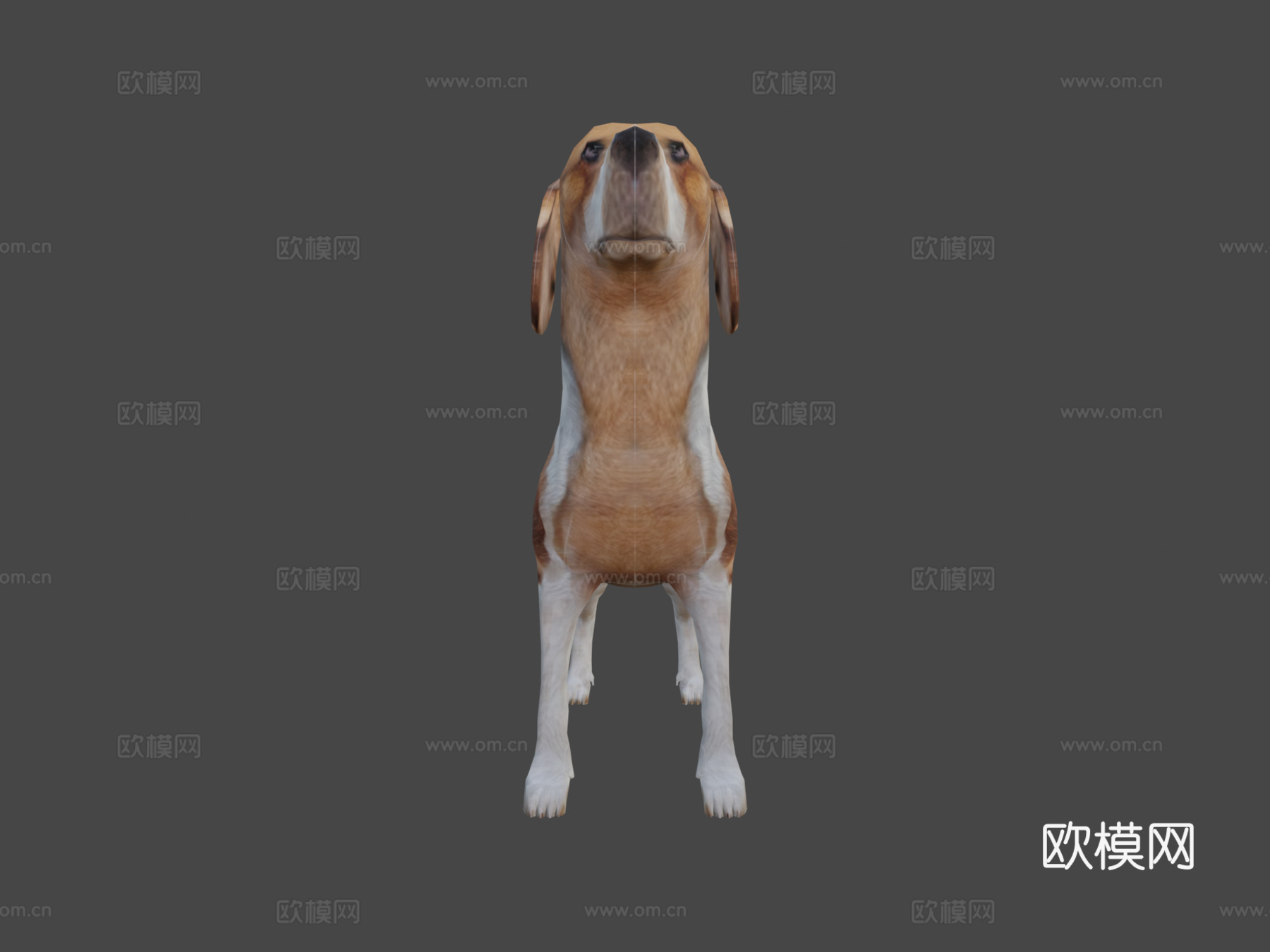 比格犬3d模型