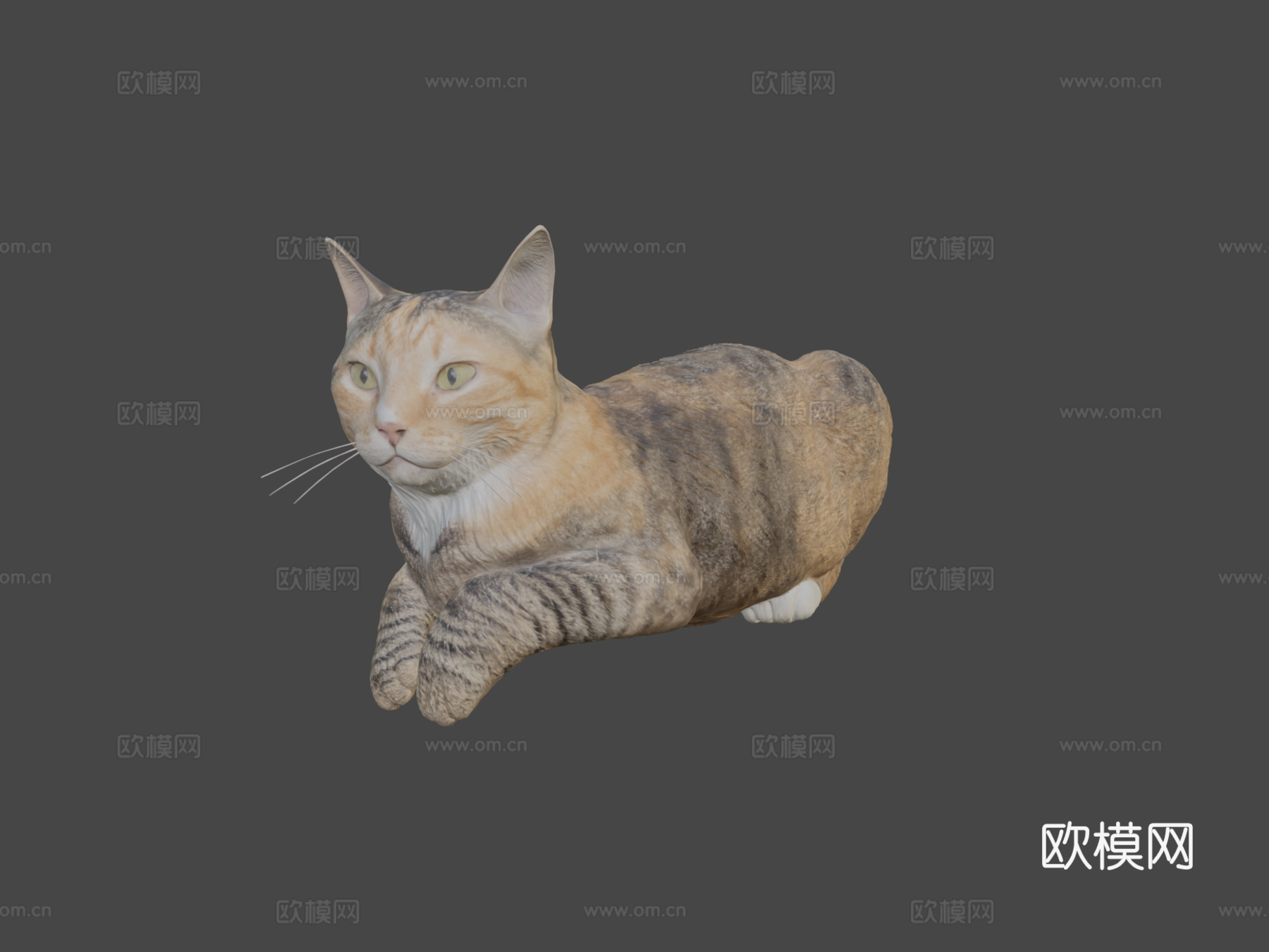 躺猫143d模型