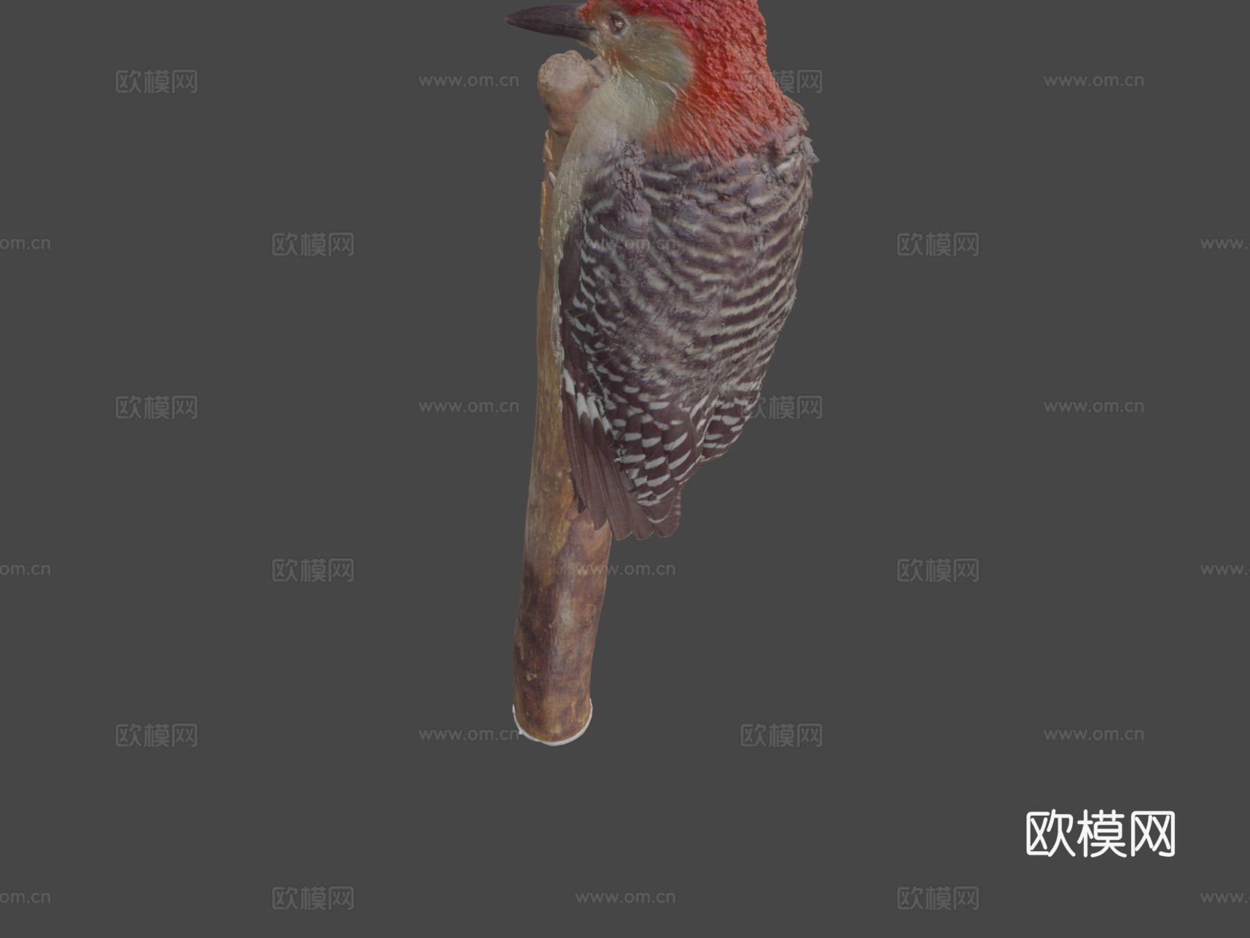 红腹啄木鸟3d模型