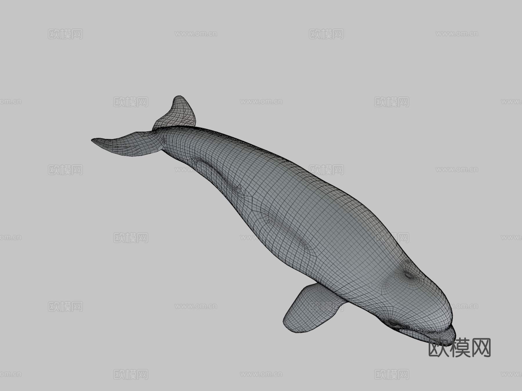 白鲸3d模型