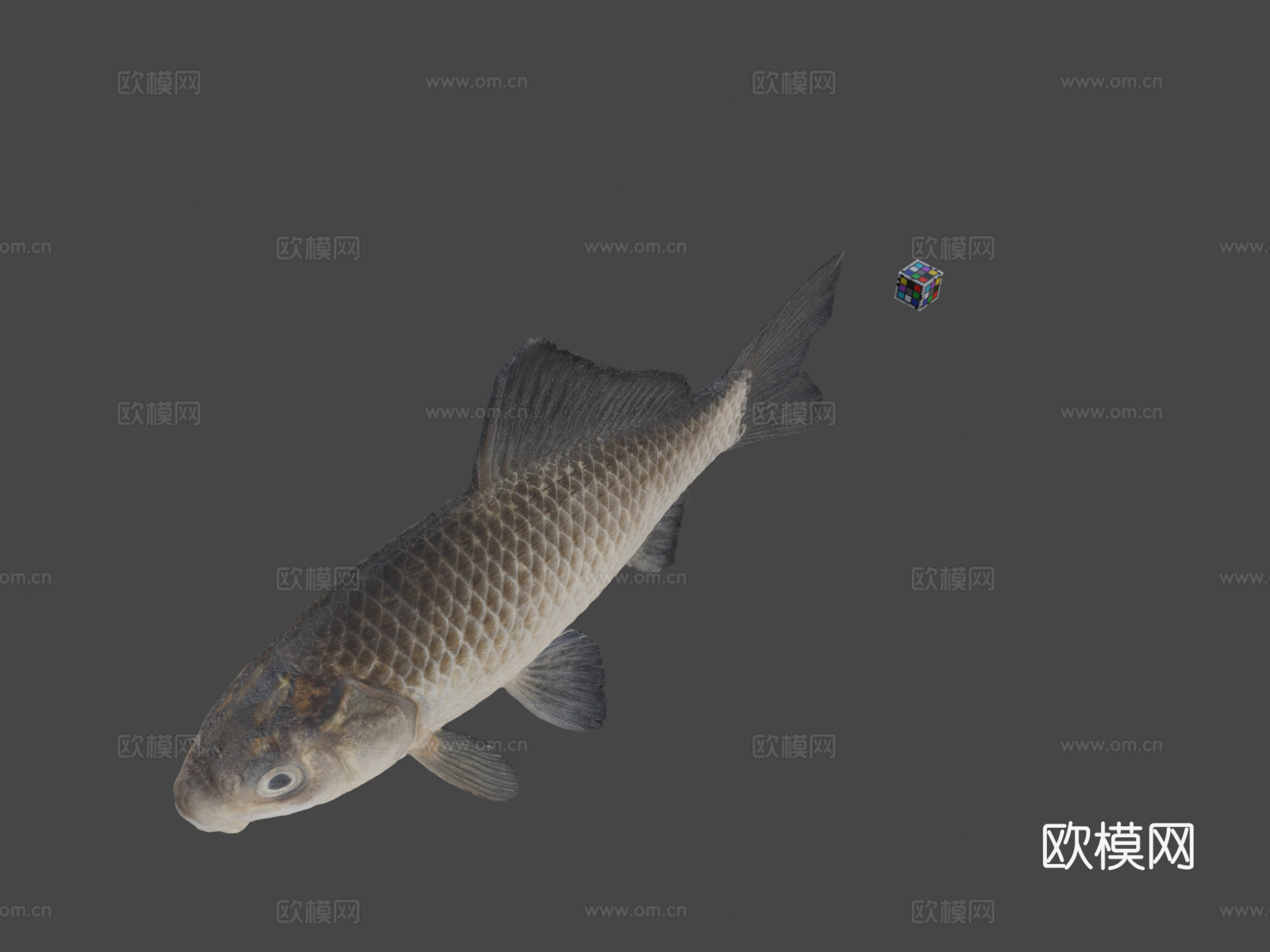 CC0银鲫鱼?鲫鱼，银鲫亚种3d模型