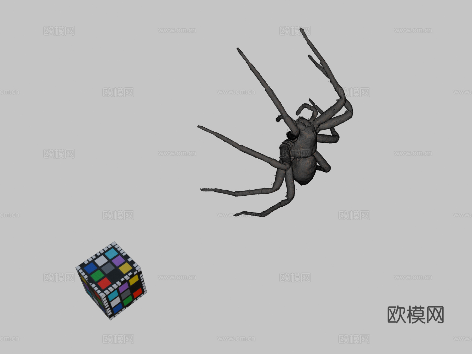 CC0菊斑跑蛛?️钓鱼蜘蛛3d模型