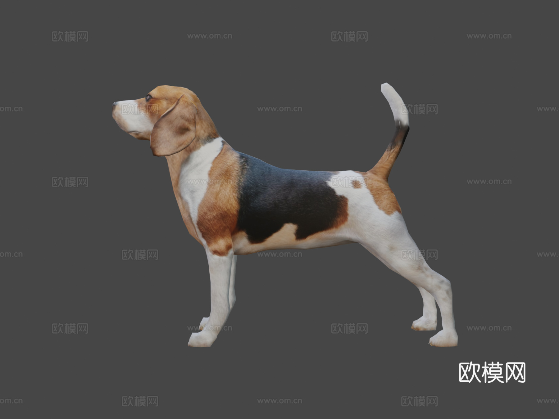 比格犬3d模型