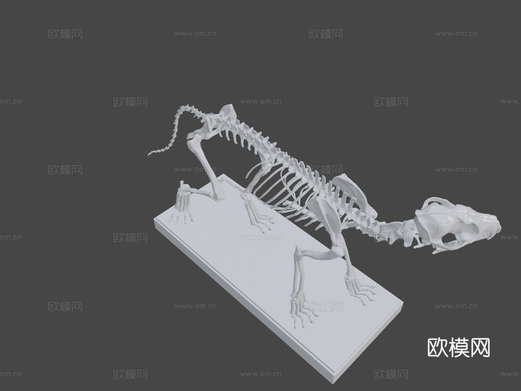 库佩奥狐骨架3d模型