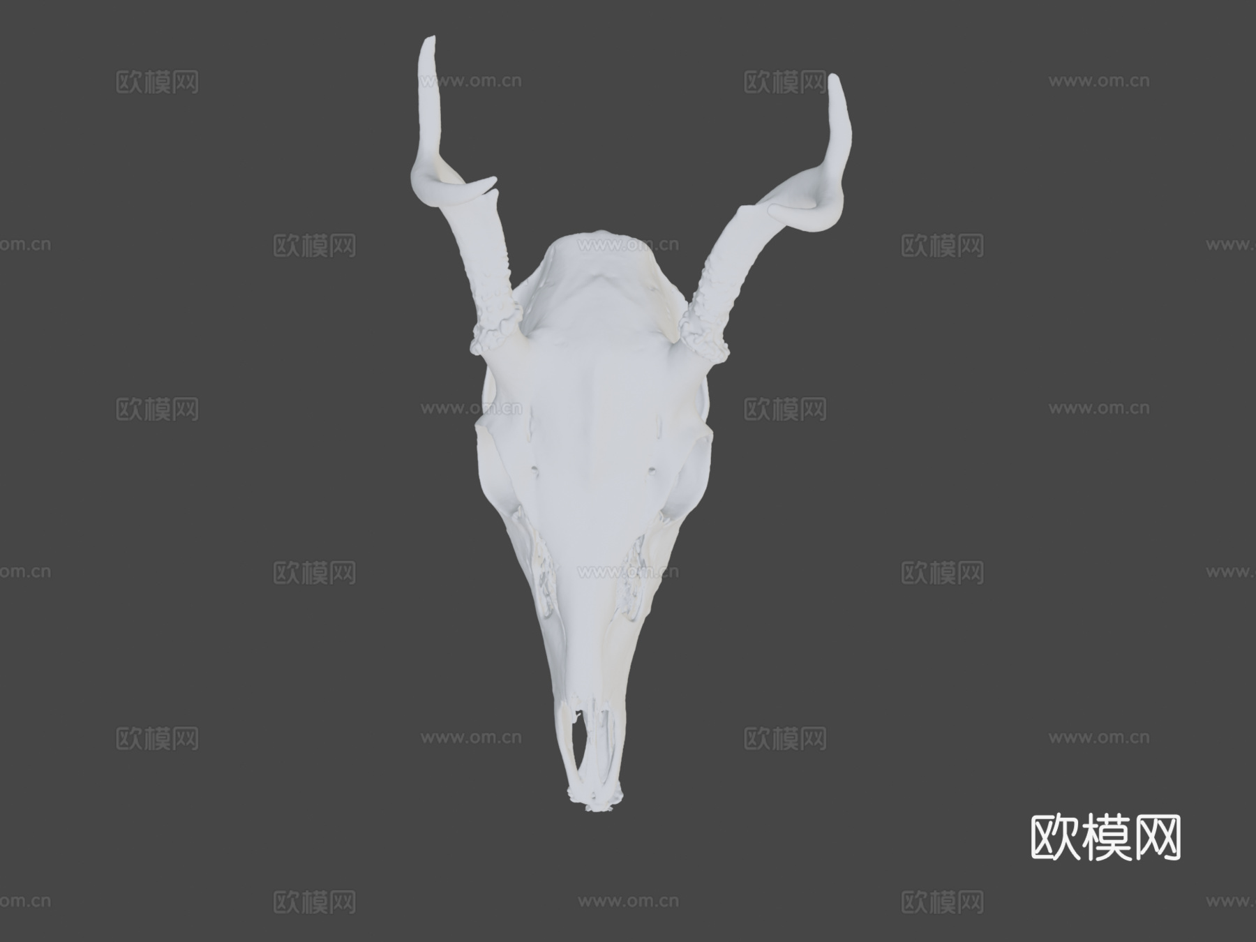 白尾鹿3d模型