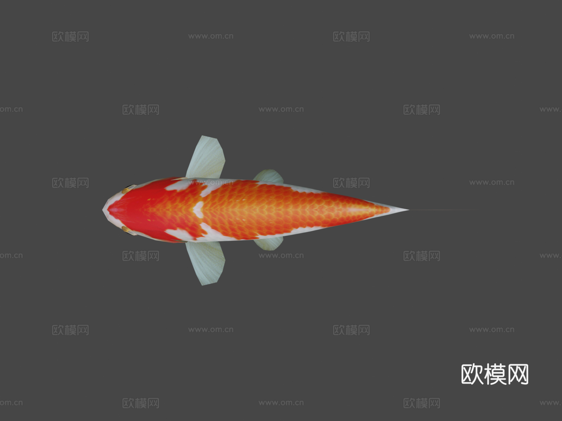 锦鲤3d模型