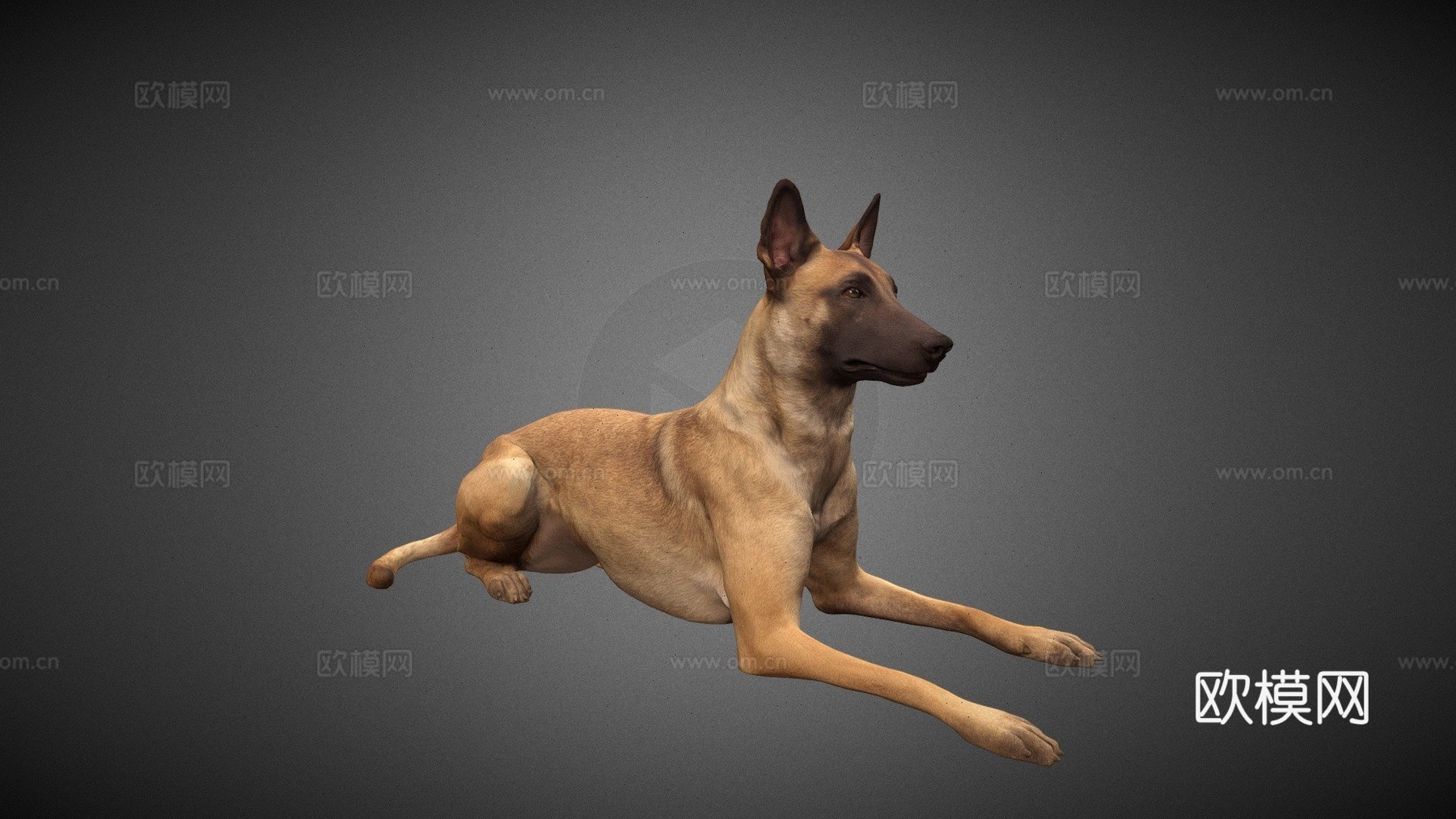 比利时玛利诺犬3d模型