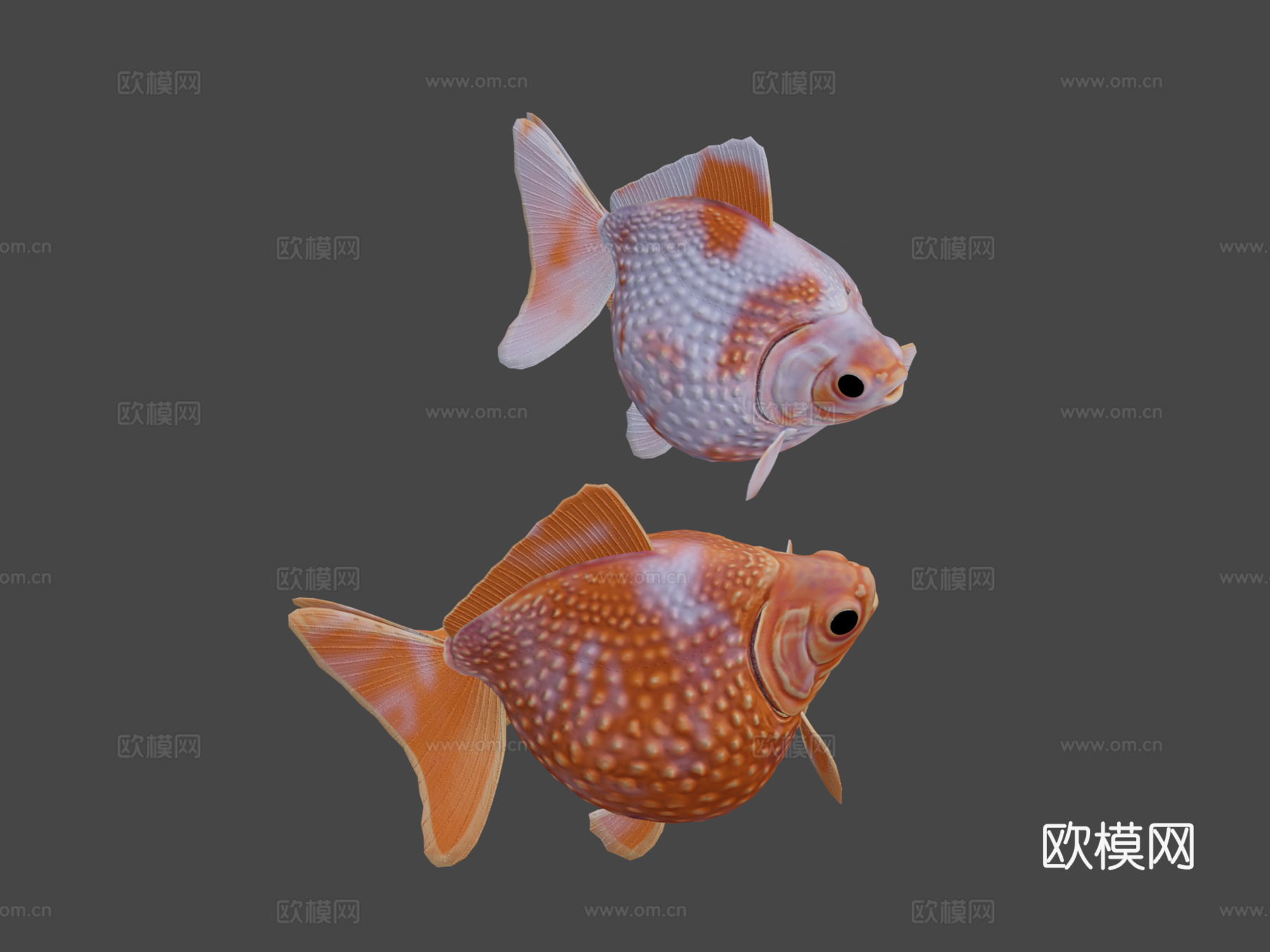 珍珠鳞金鱼3d模型