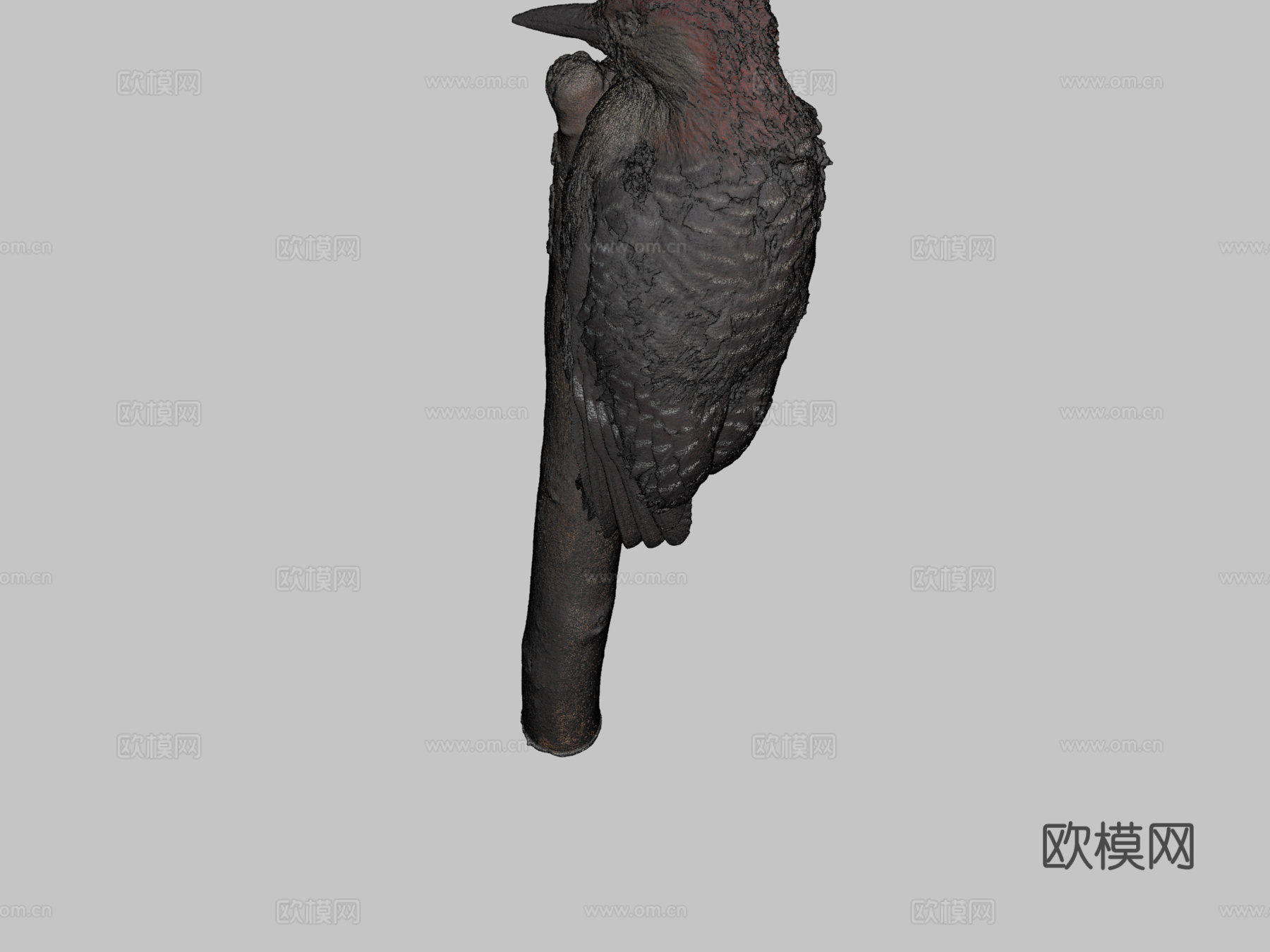 红腹啄木鸟3d模型