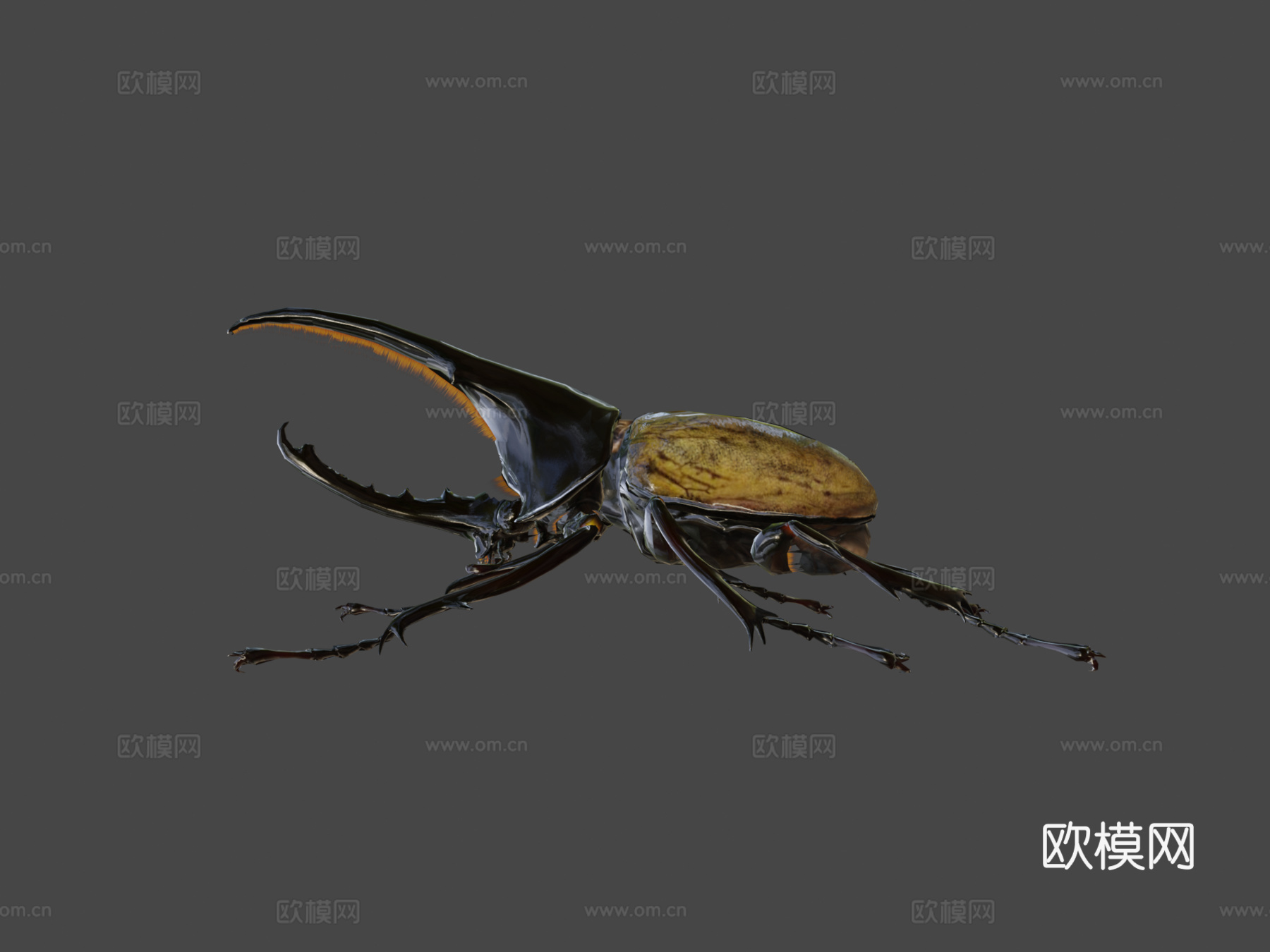 赫拉克勒斯大兜虫3d模型