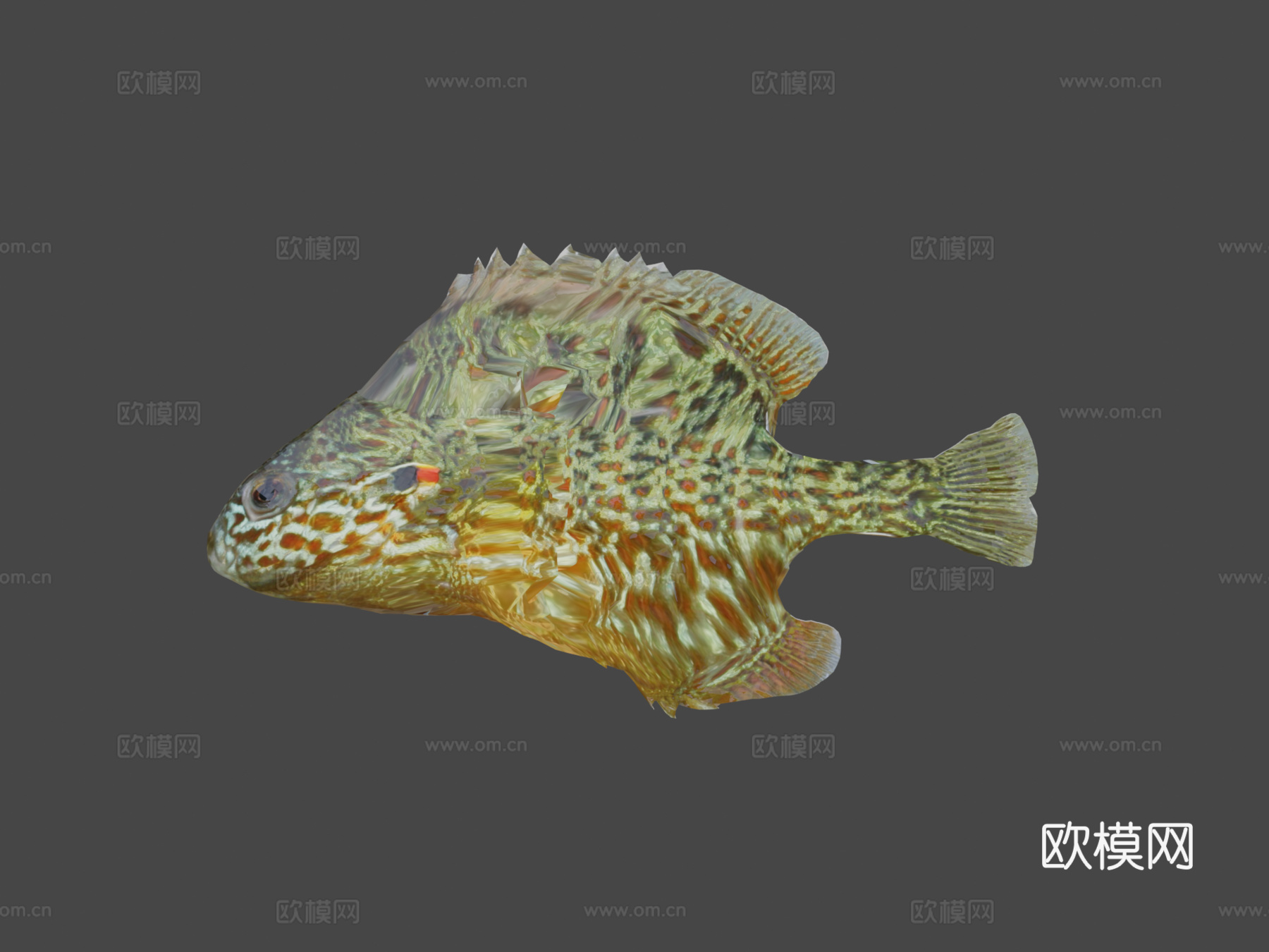模型38-南瓜籽太阳鱼3d模型