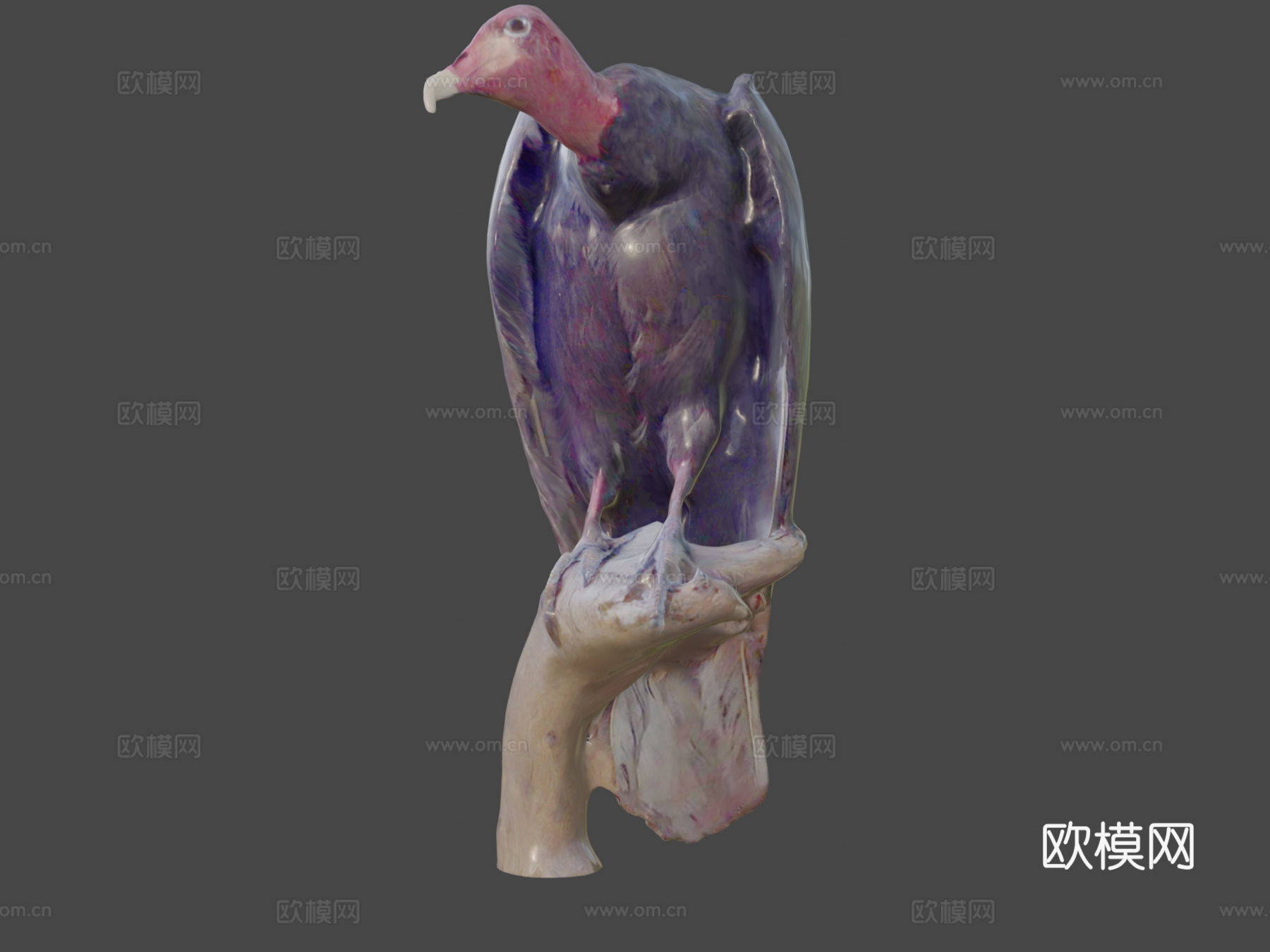 红头美洲鹫3d模型