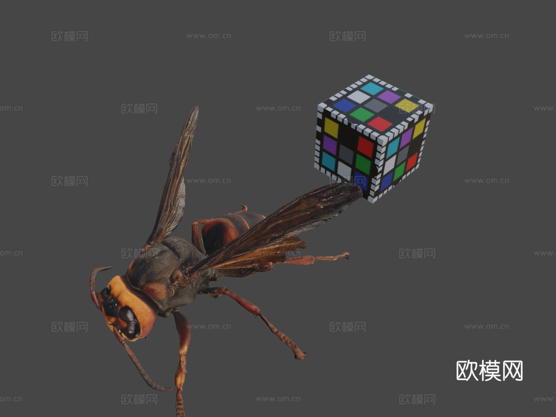 CC0欧洲大黄蜂3d模型