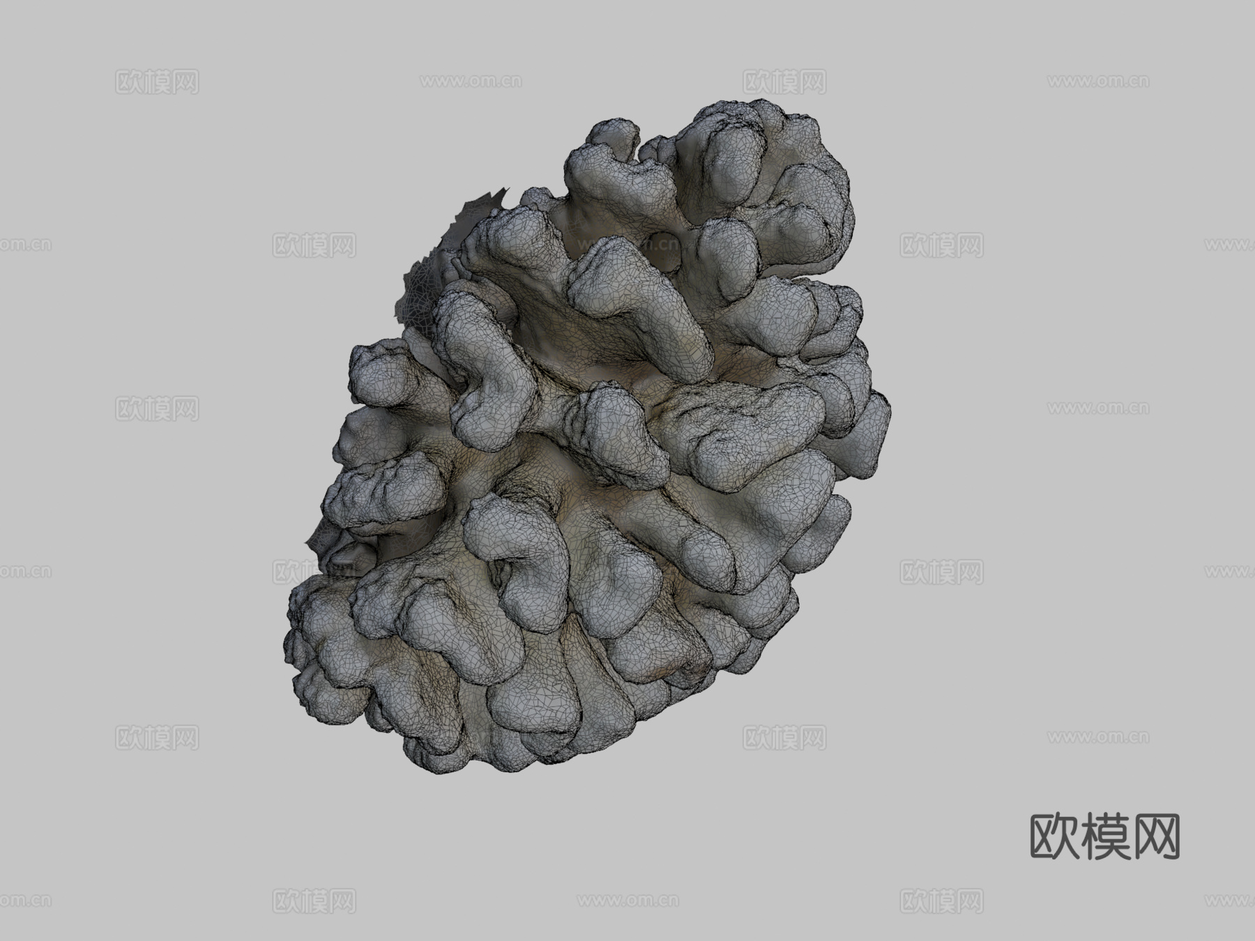 疣状杯形珊瑚3d模型