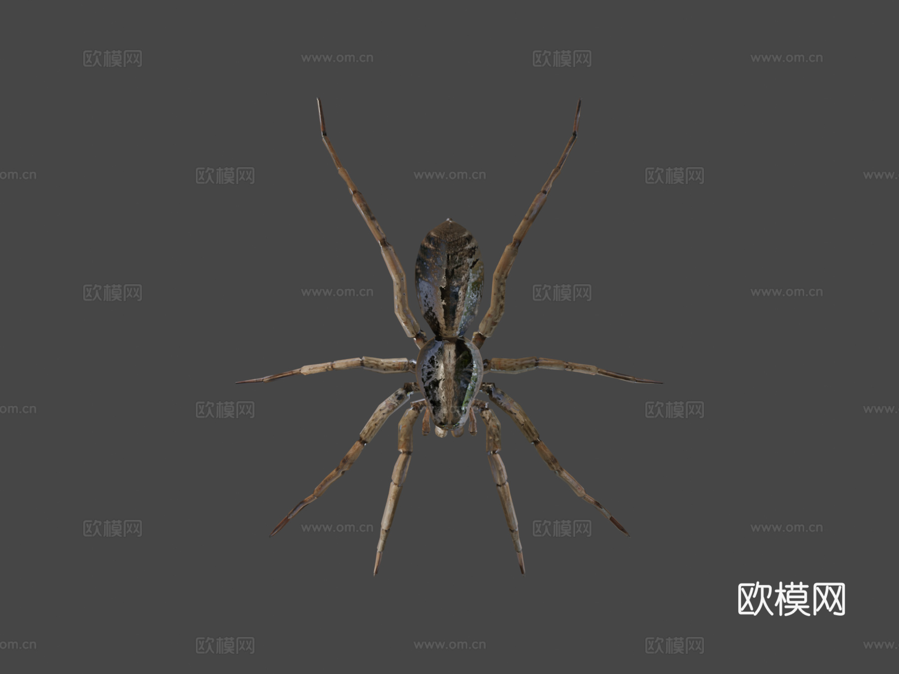 卡罗莱纳狼蛛3d模型