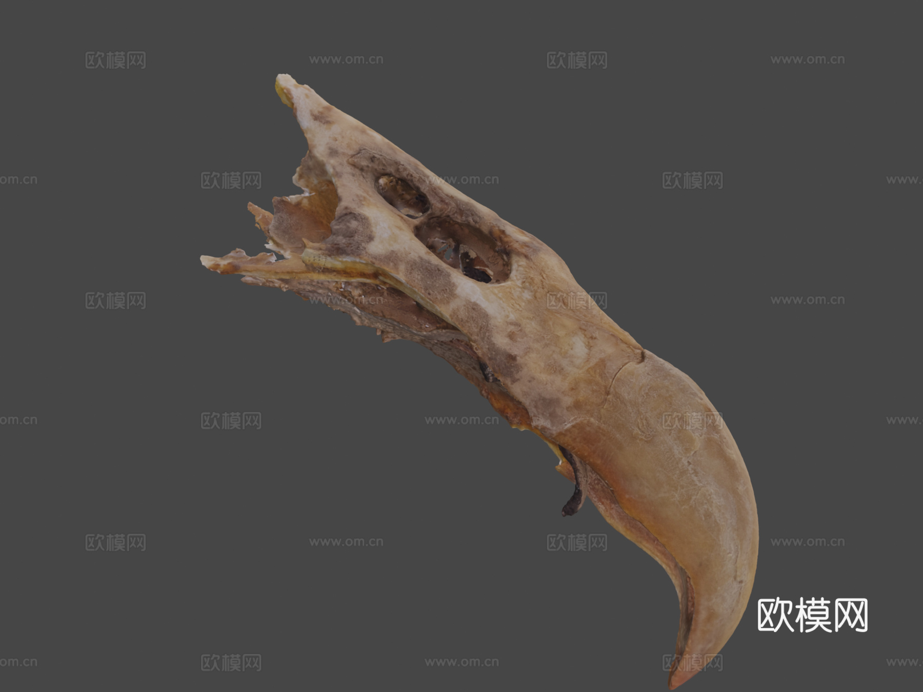 加州秃鹫3d模型