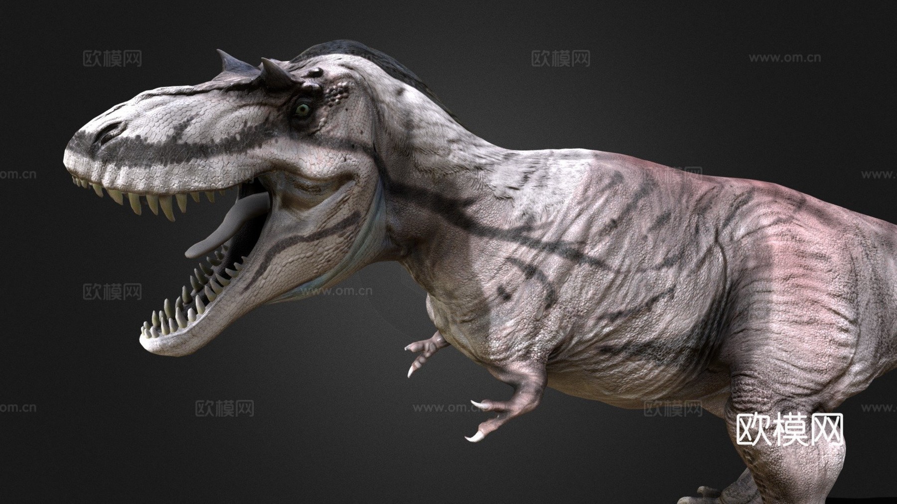阿尔伯塔龙3d模型
