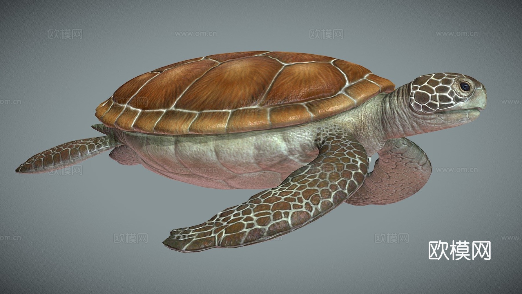 海龟低多边形3d模型