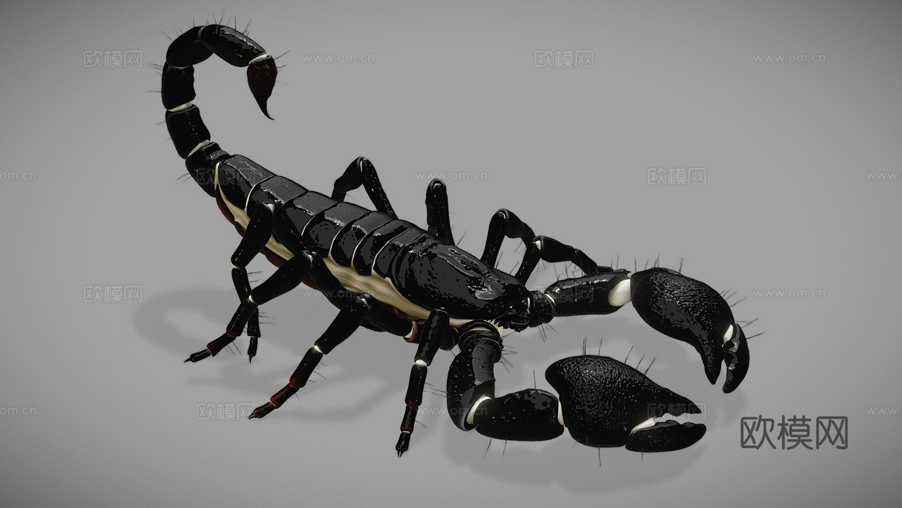 高多边形-帝王蝎3d模型